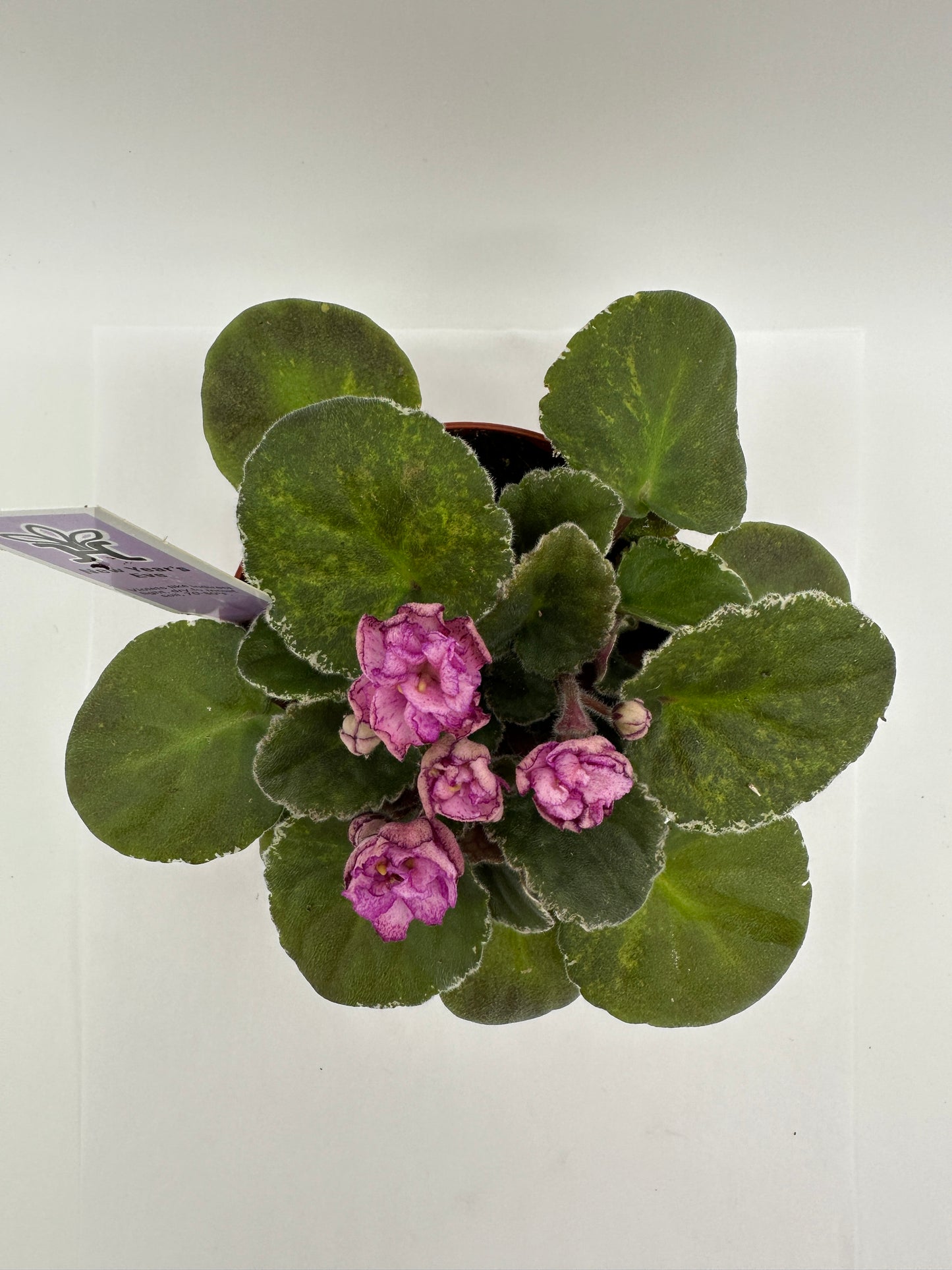 New Year's Eve - Live African Violet 4"