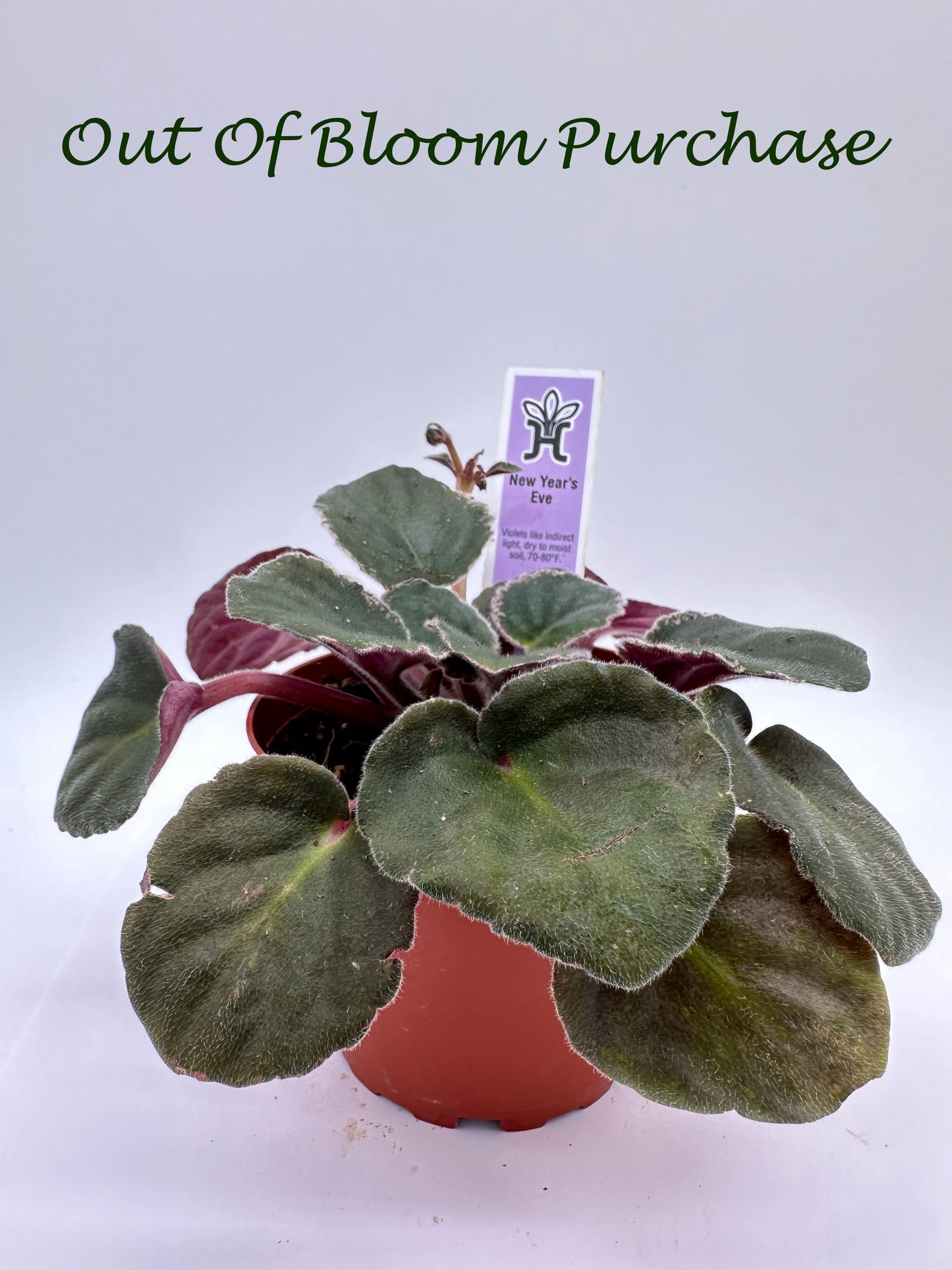 New Year's Eve - Live African Violet 4"