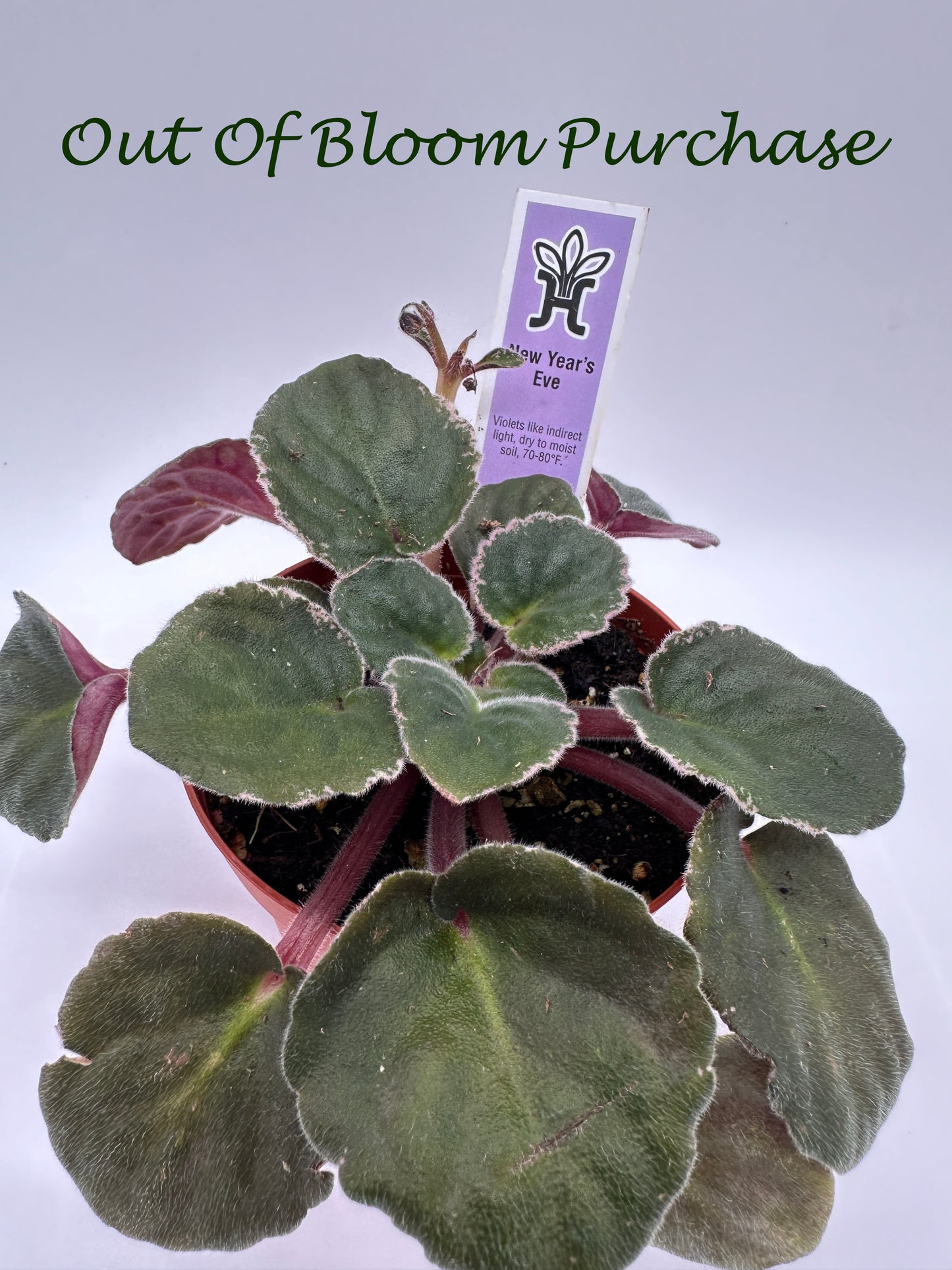 New Year's Eve - Live African Violet 4"