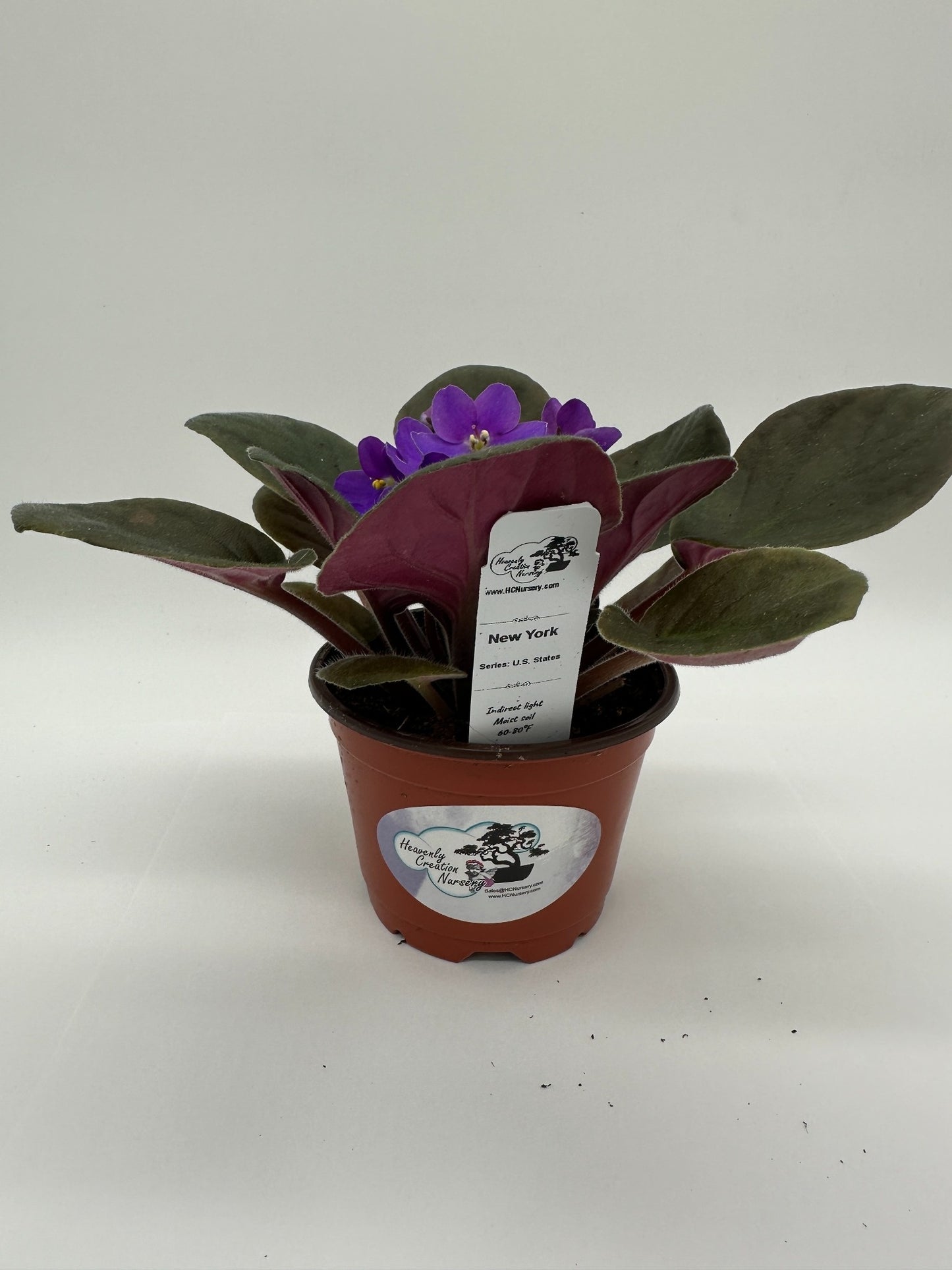 New York - Live African Violet 4" - Series: U.S. States