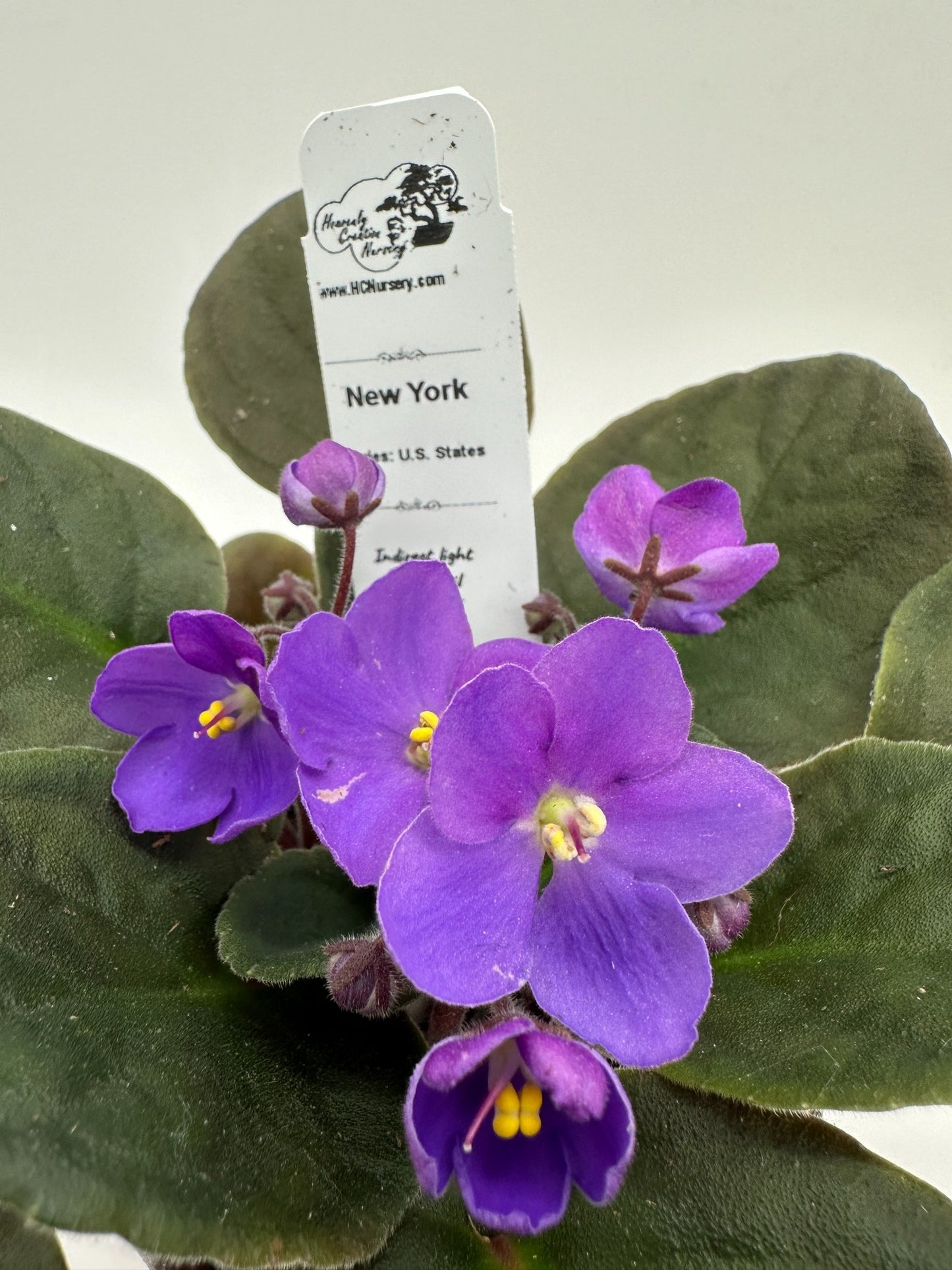 New York - Live African Violet 4" - Series: U.S. States