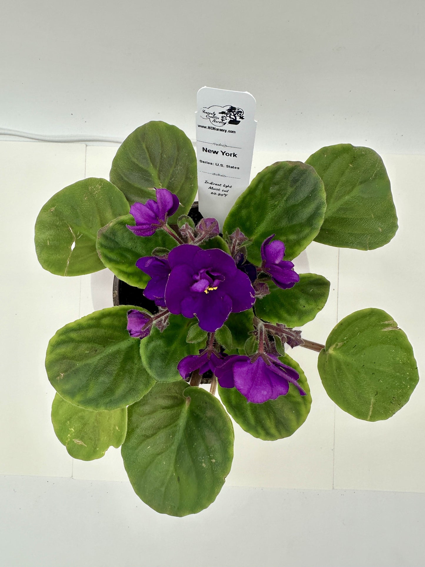 New York - Live African Violet 4" - Series: U.S. States