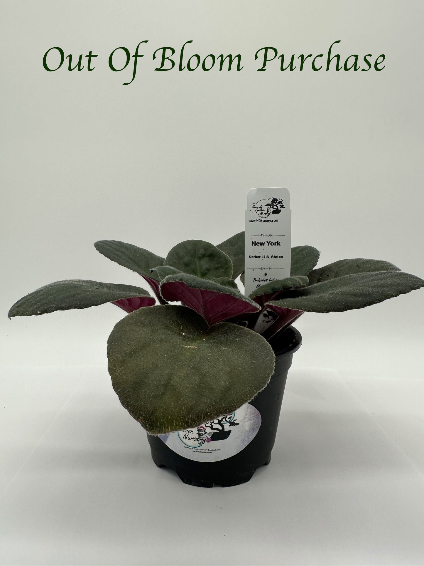 New York - Live African Violet 4" - Series: U.S. States