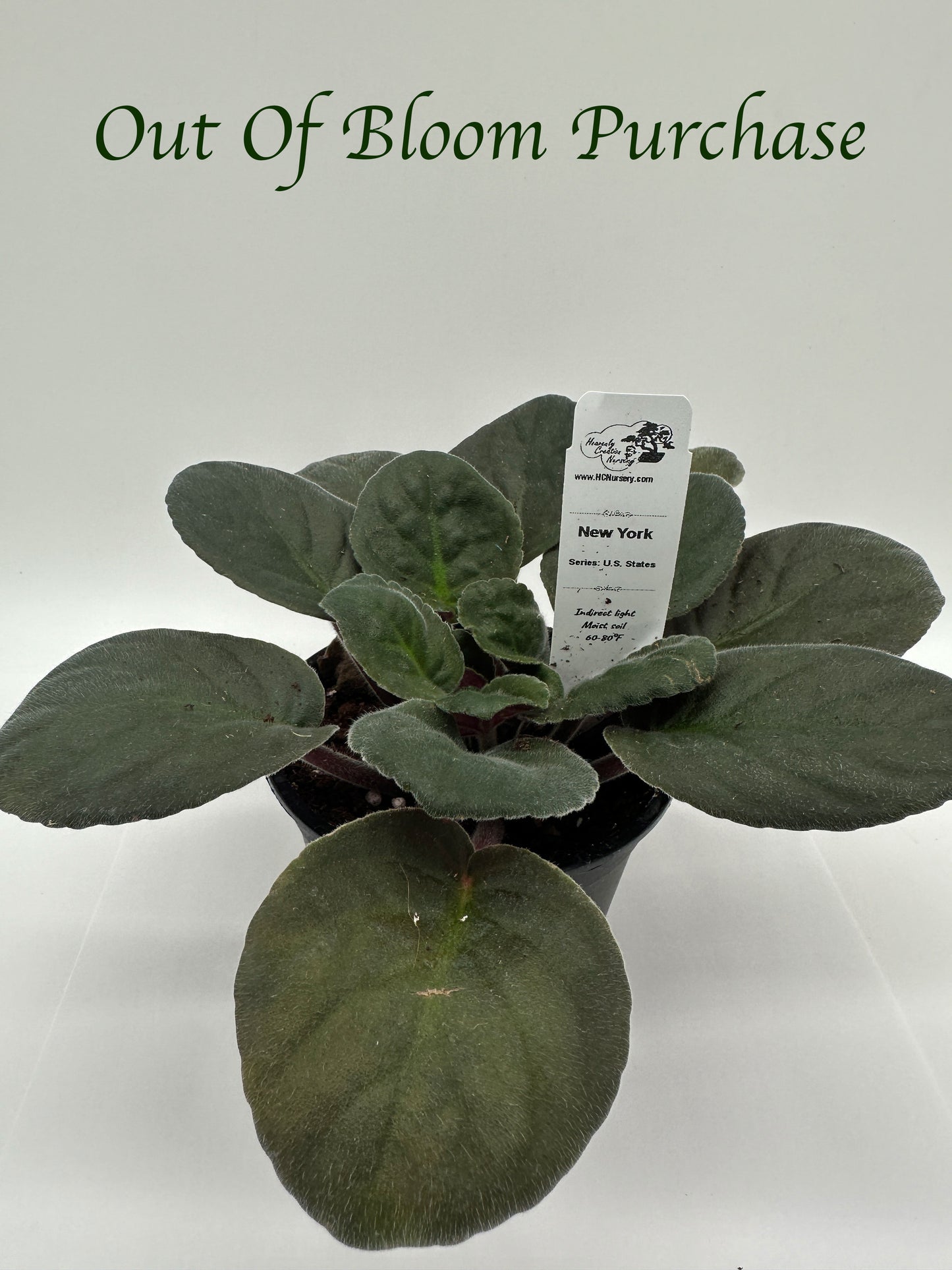 New York - Live African Violet 4" - Series: U.S. States