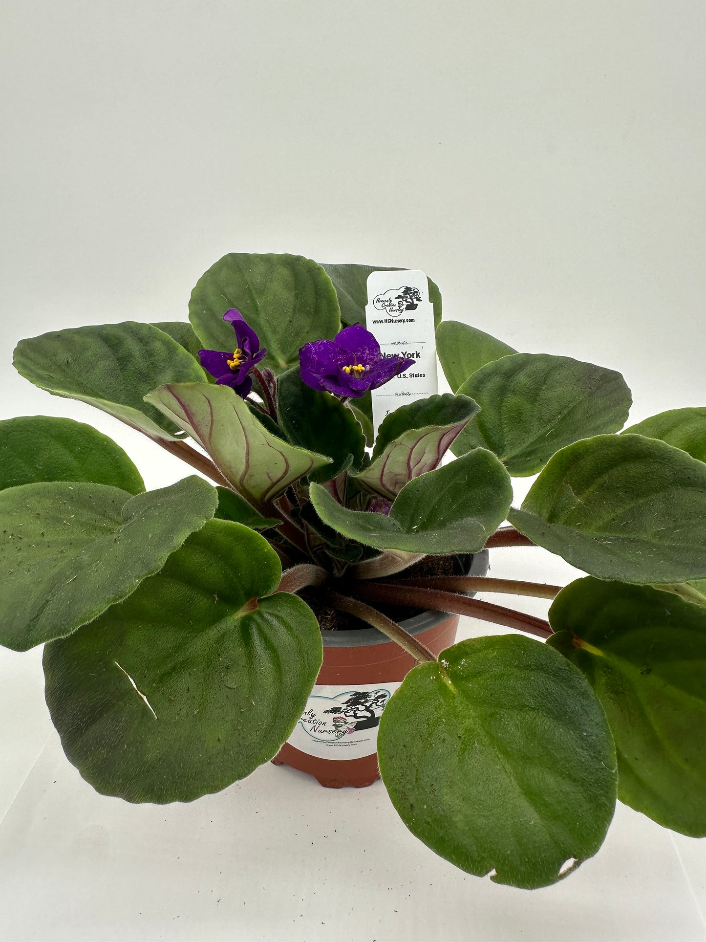 New York - Live African Violet 4" - Series: U.S. States
