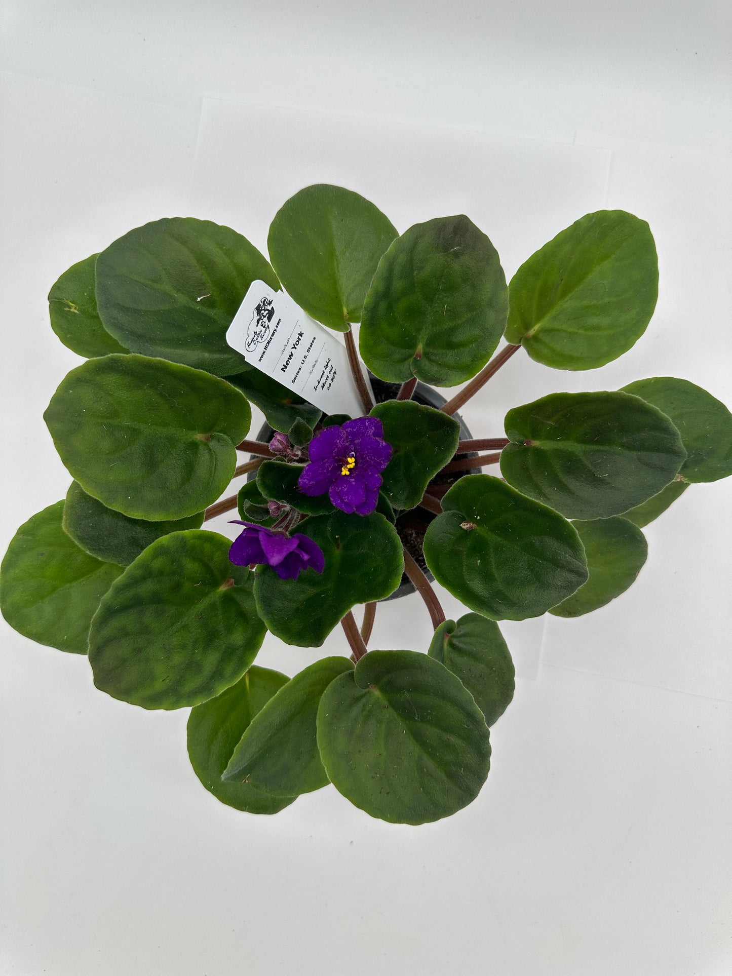 New York - Live African Violet 4" - Series: U.S. States