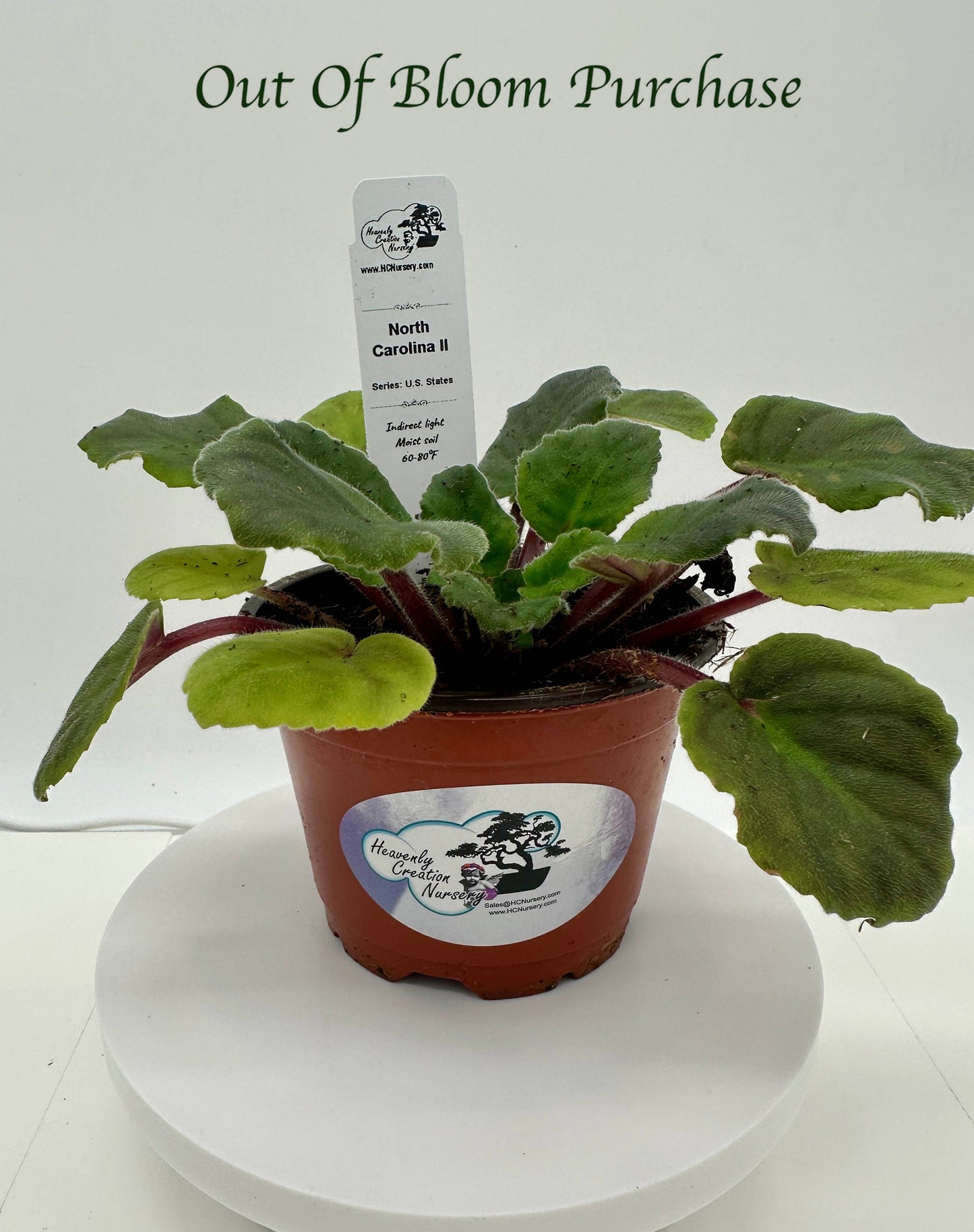 North Carolina II - Live African Violet 4" - Series: U.S. States