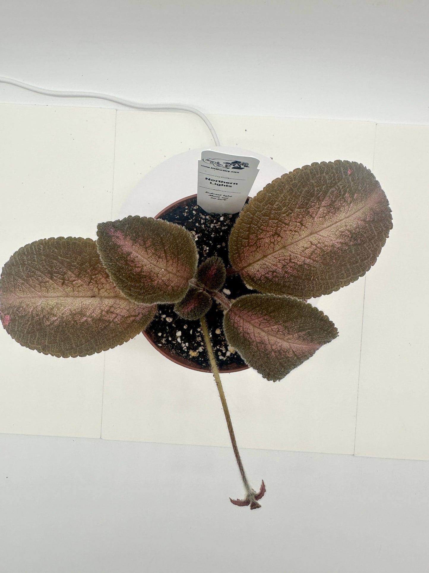 Northern Lights - Live Episcia 4"