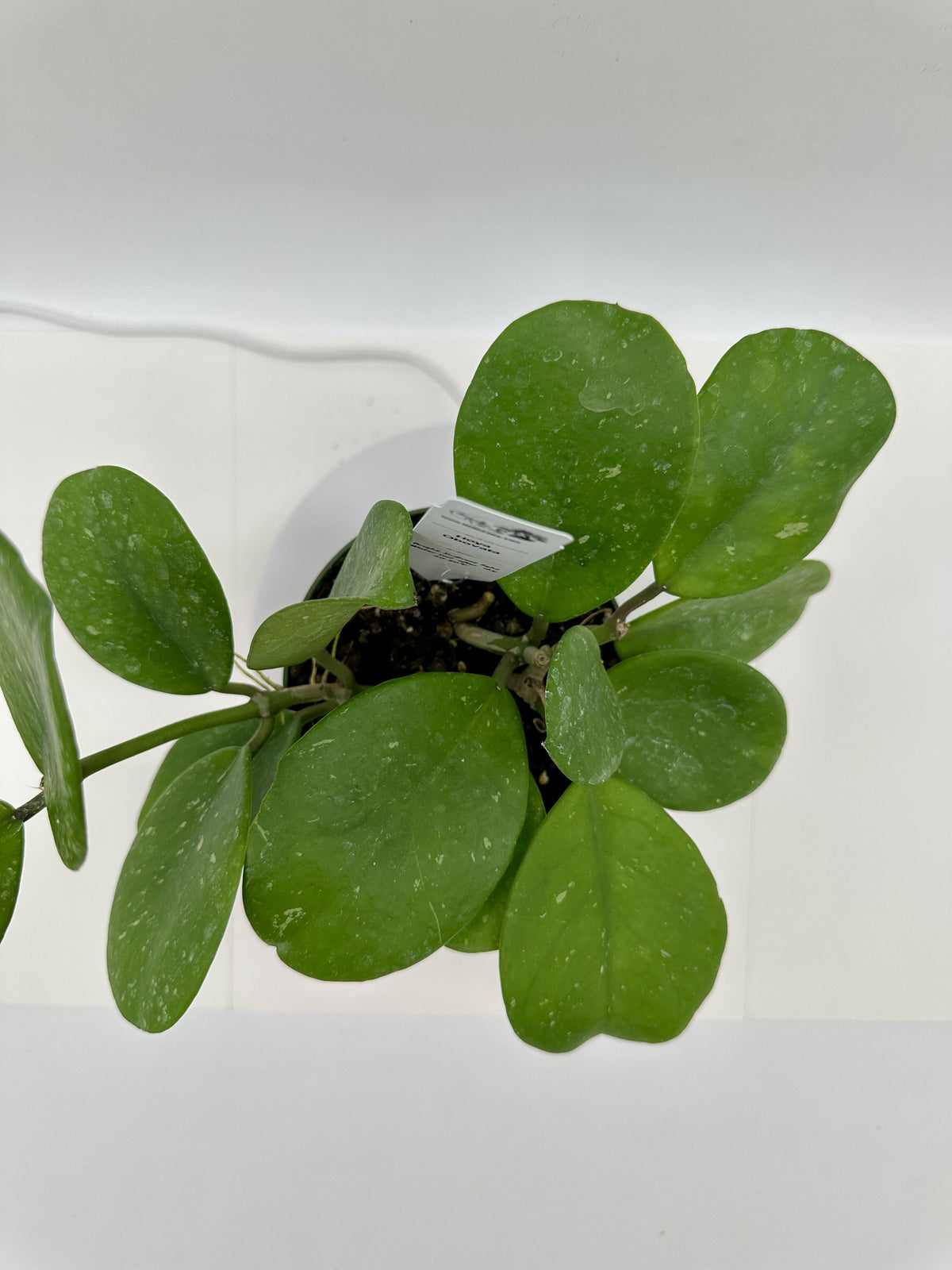 Obovata - Light Splash - Live Hoya 4"