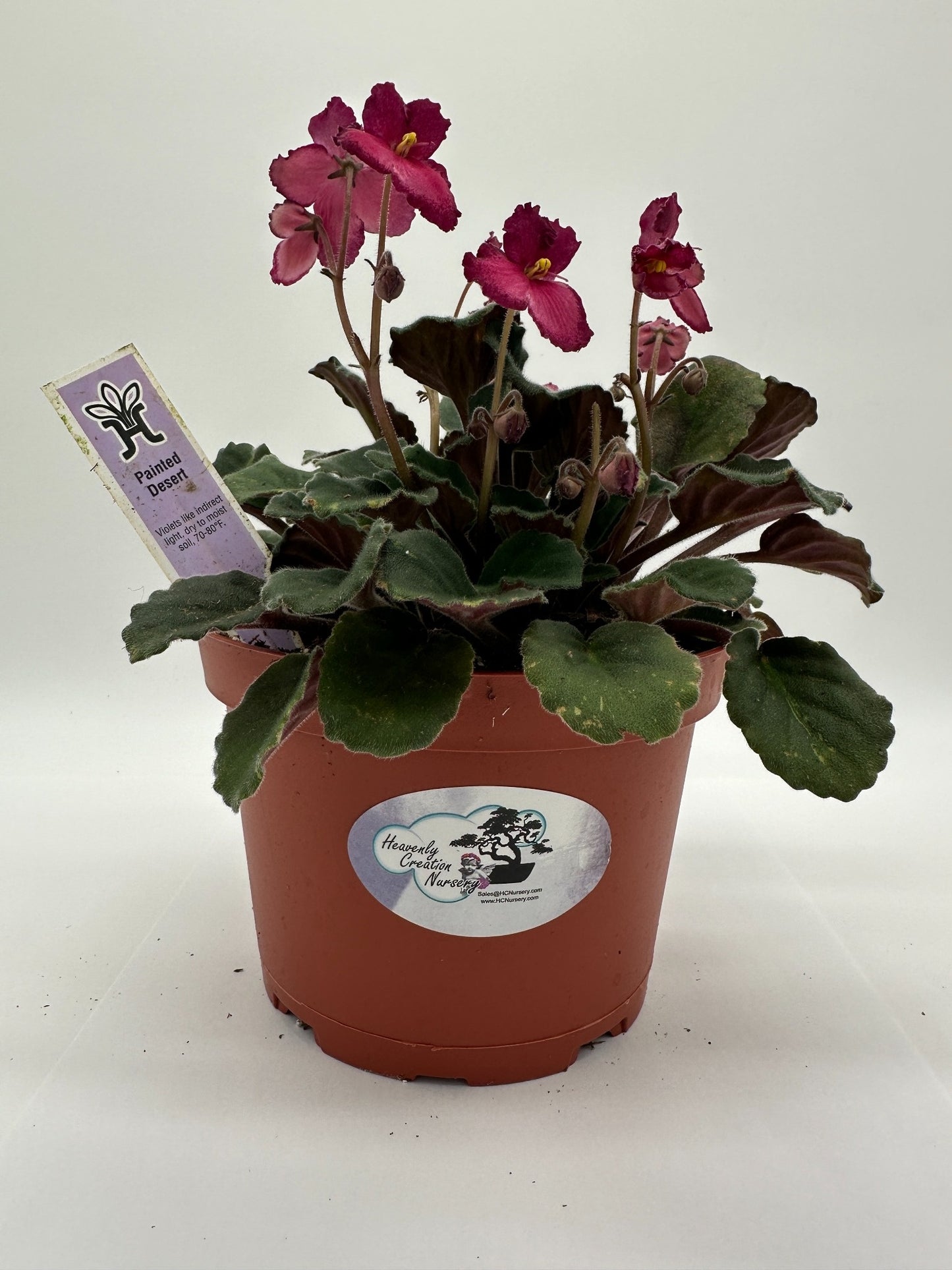 Painted Desert - Live African Violet 6"