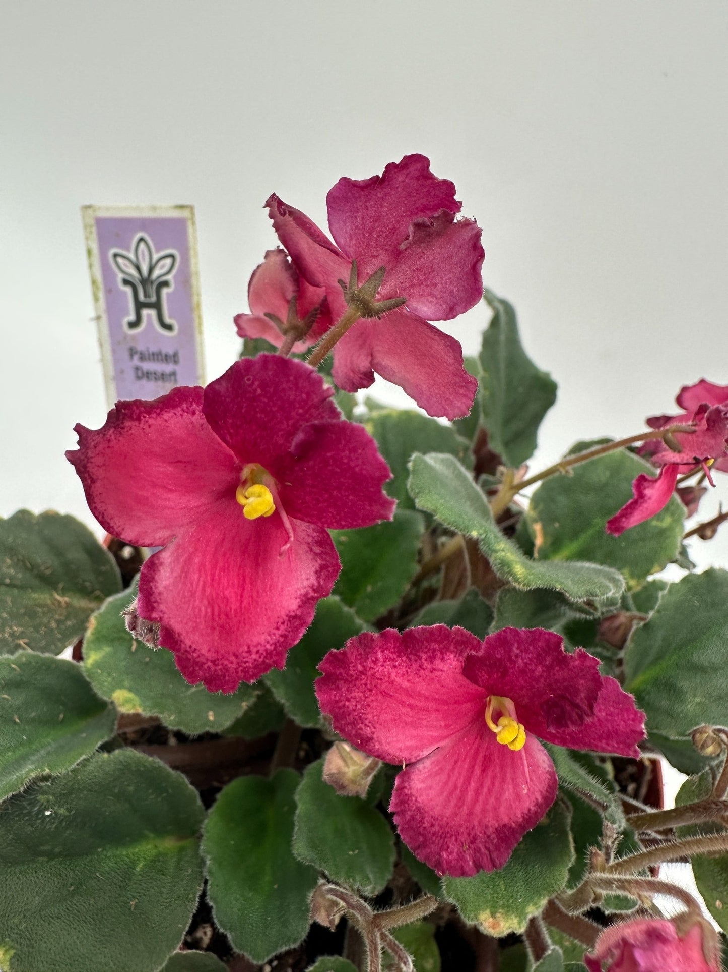 Painted Desert - Live African Violet 6"