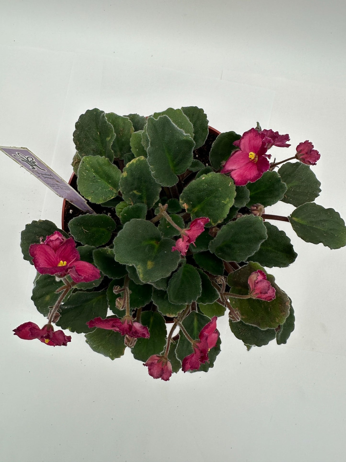 Painted Desert - Live African Violet 6"