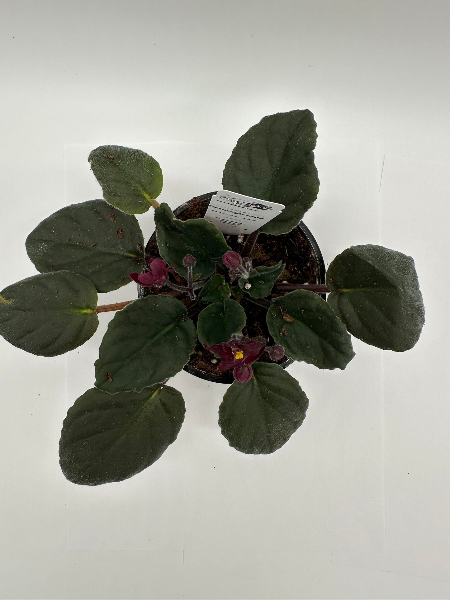 Pennsylvania - Live African Violet 4" - Series: U.S. States