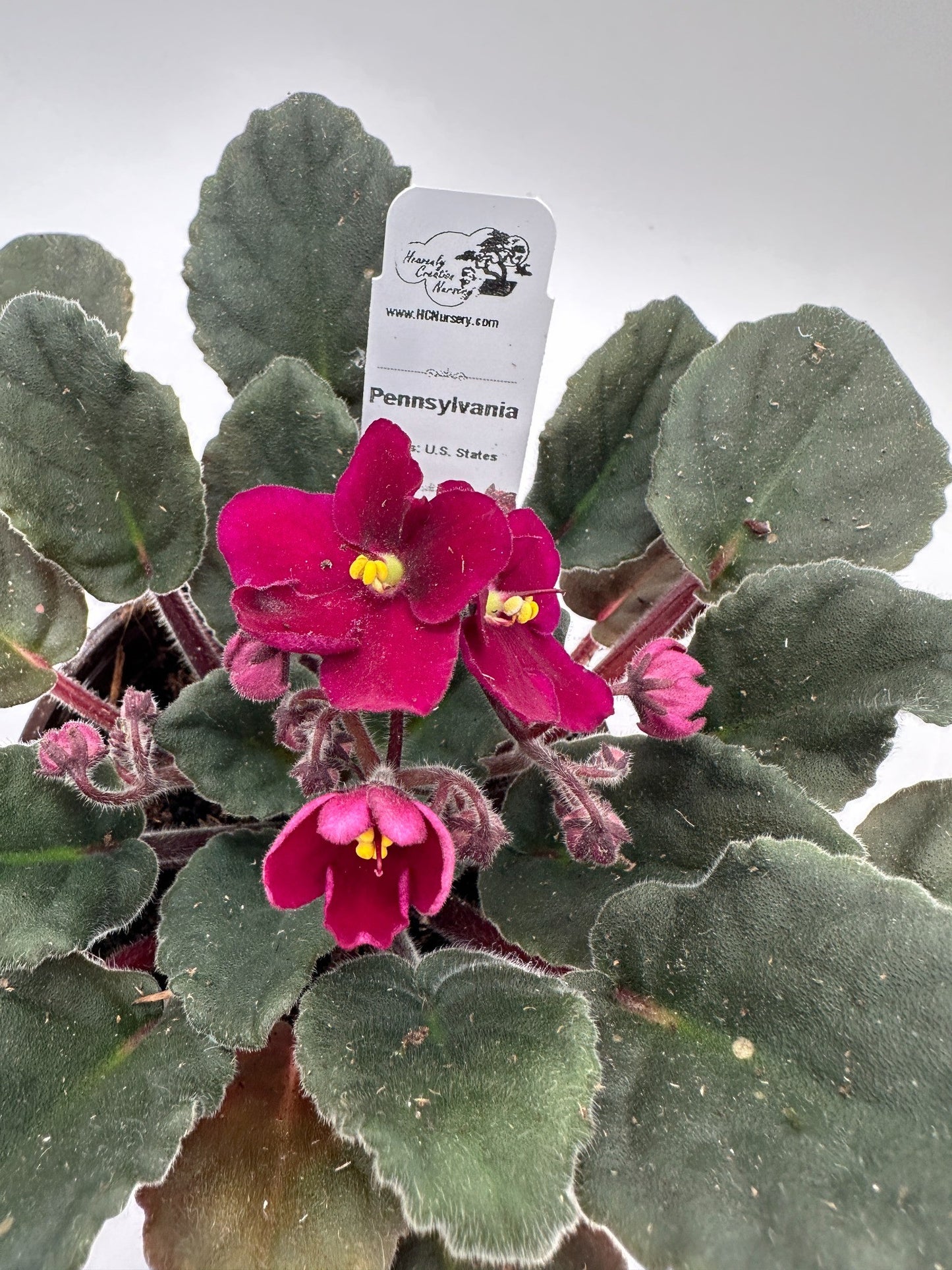 Pennsylvania - Live African Violet 4" - Series: U.S. States