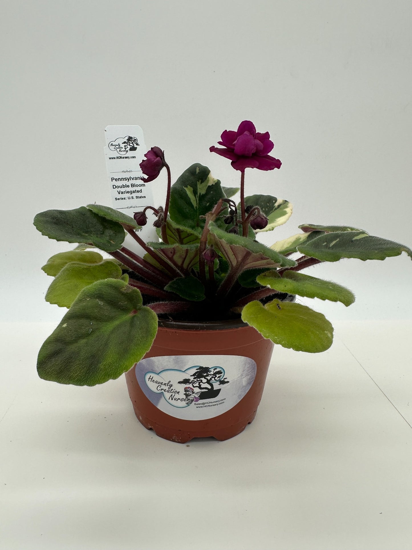Pennsylvania - Double Bloom - Variegated (Rare) - Live African Violet 4" - Series: U.S. States