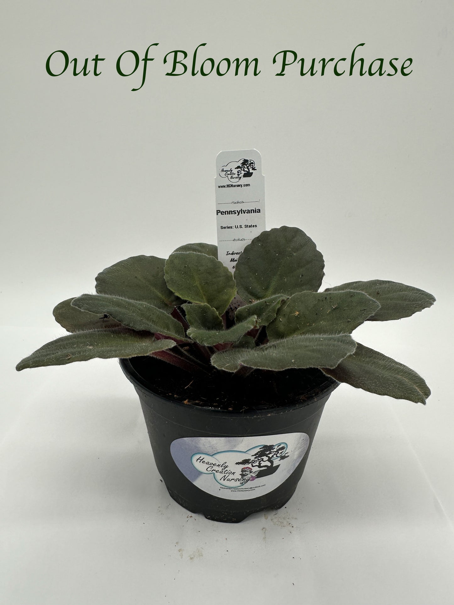 Pennsylvania - Live African Violet 4" - Series: U.S. States