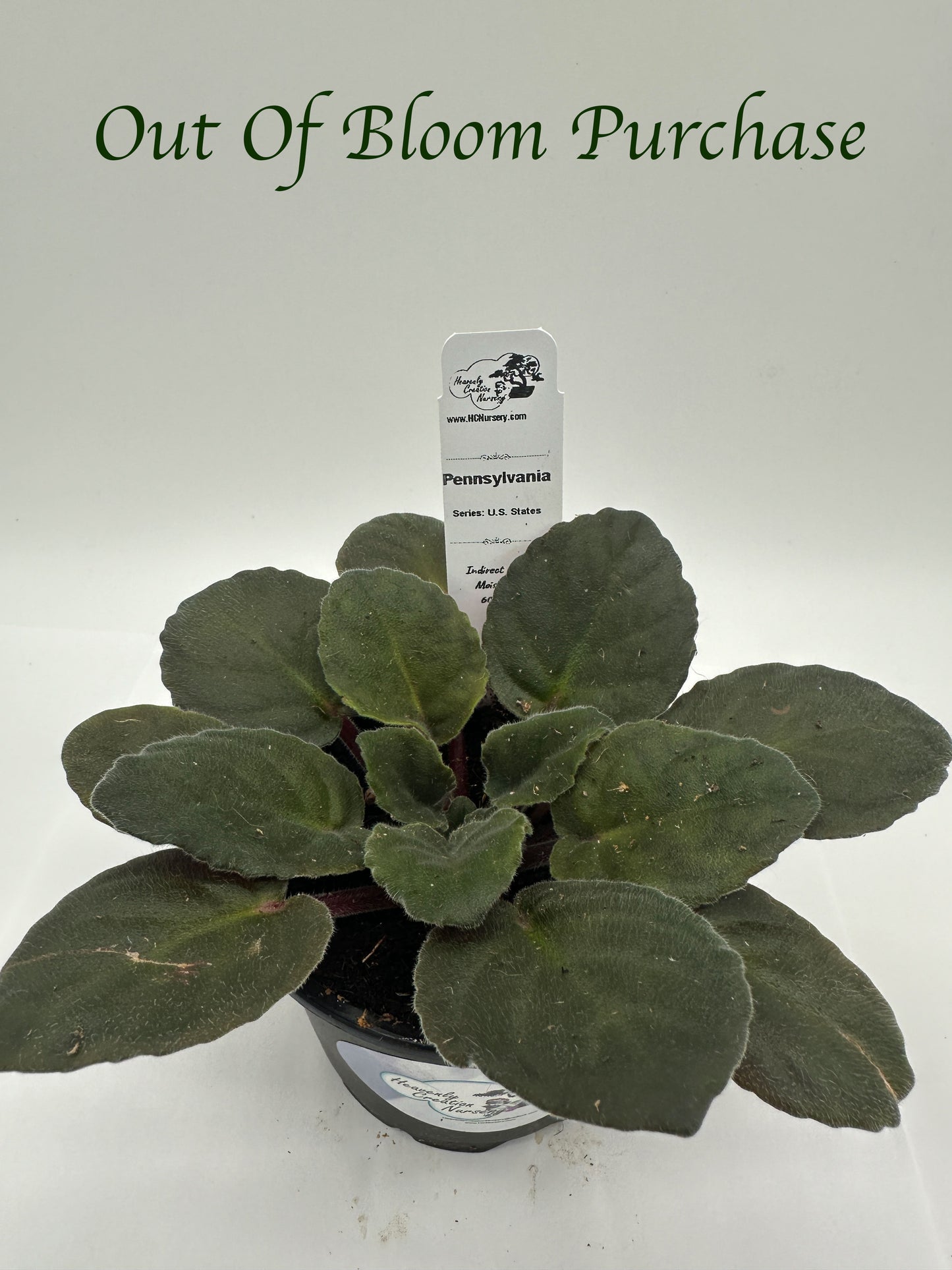 Pennsylvania - Live African Violet 4" - Series: U.S. States