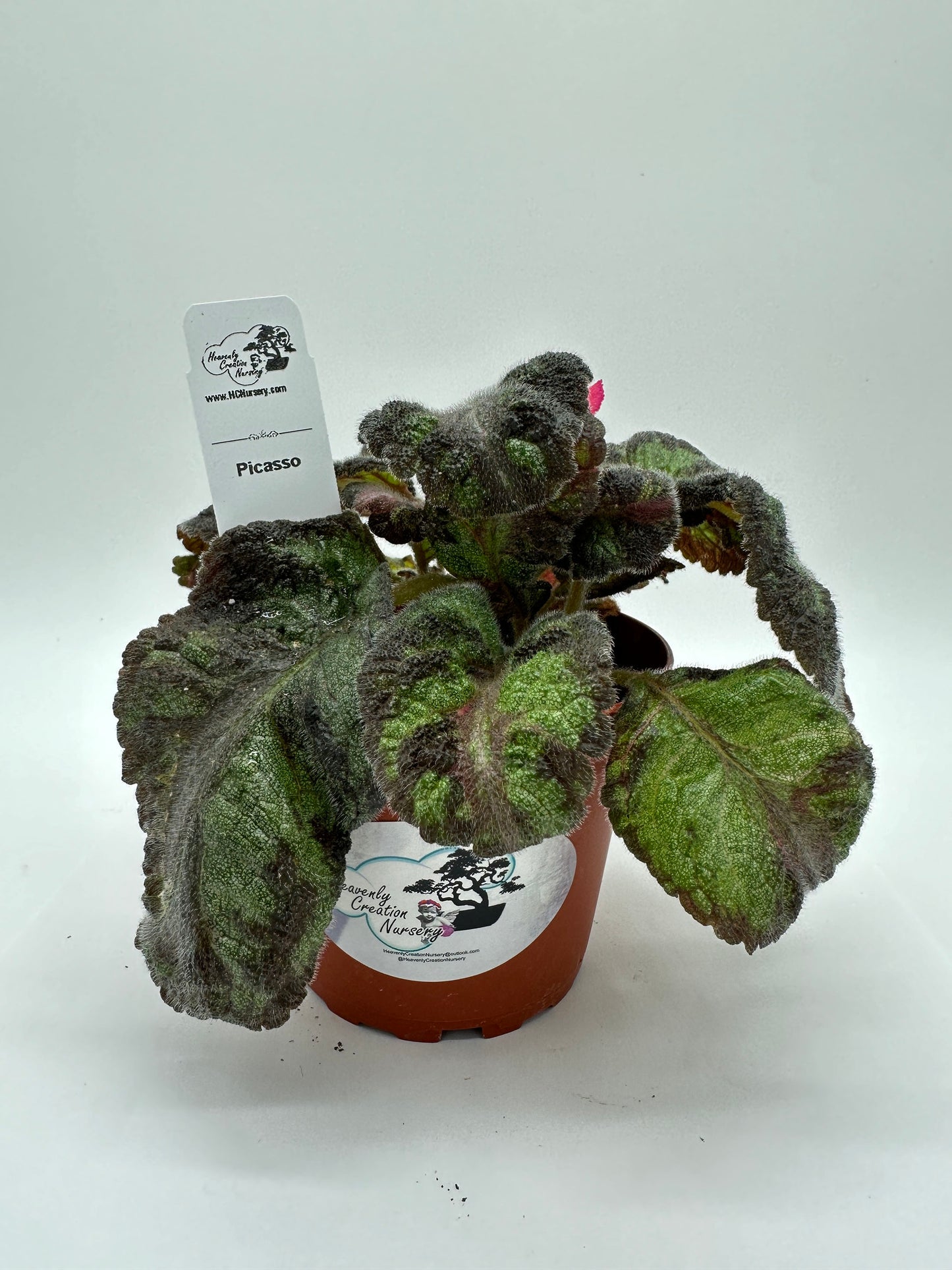 Picasso - Live Episcia 4"