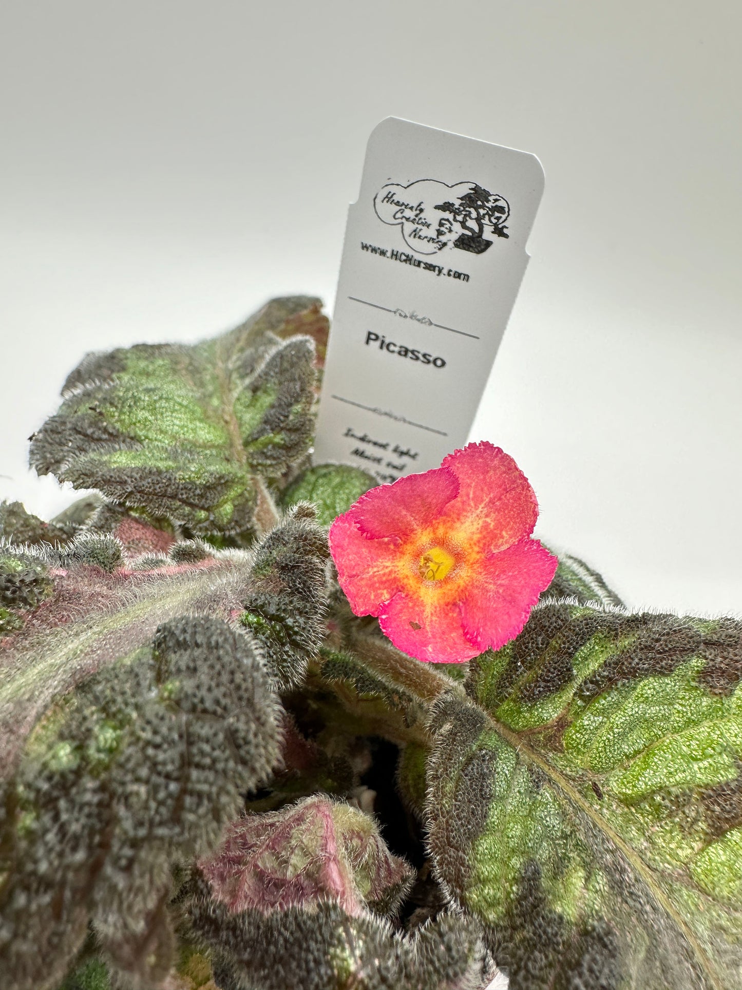 Picasso - Live Episcia 4"