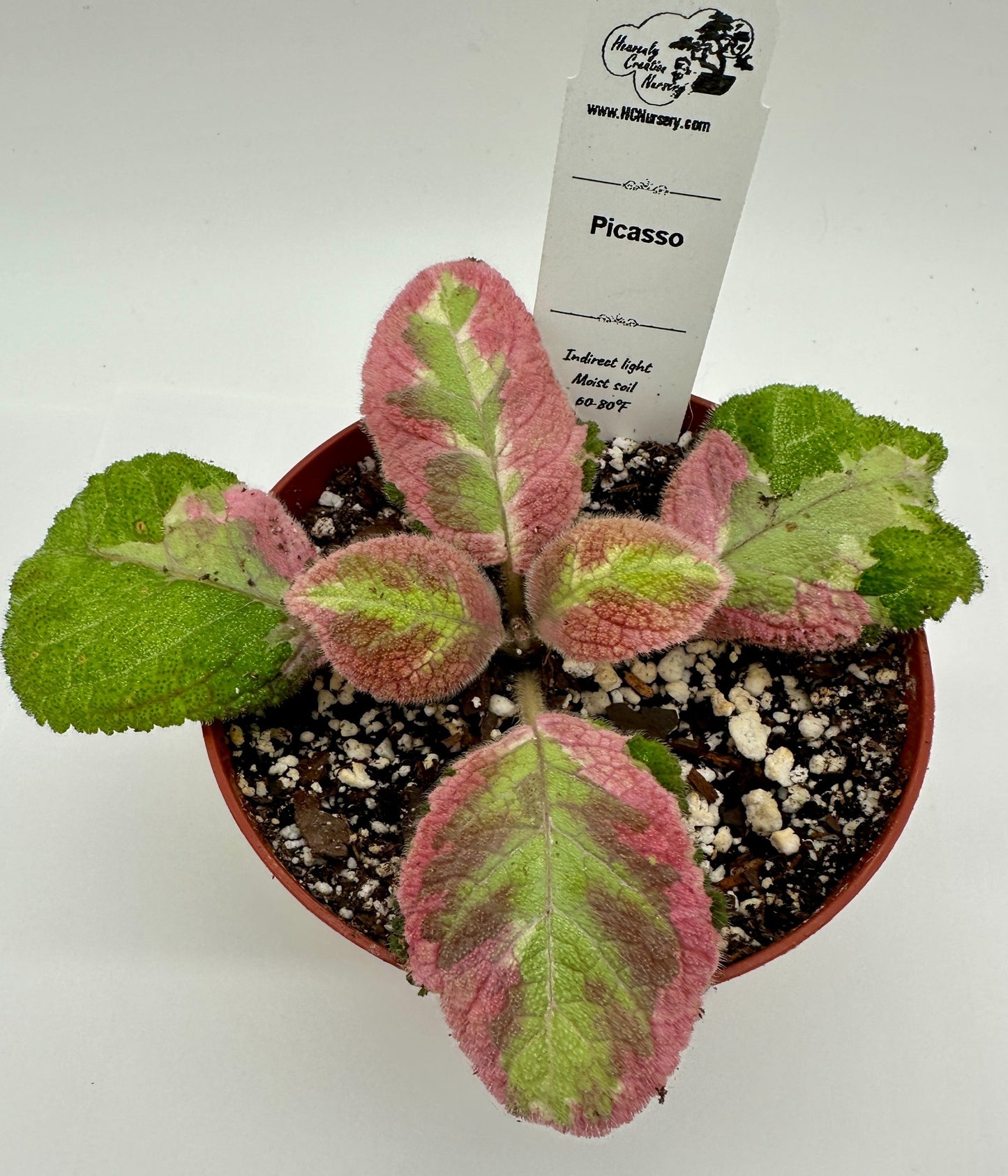 Picasso - Live Episcia 4"
