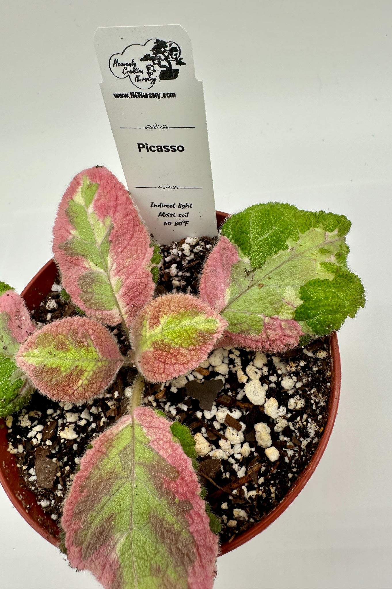 Picasso - Live Episcia 4"