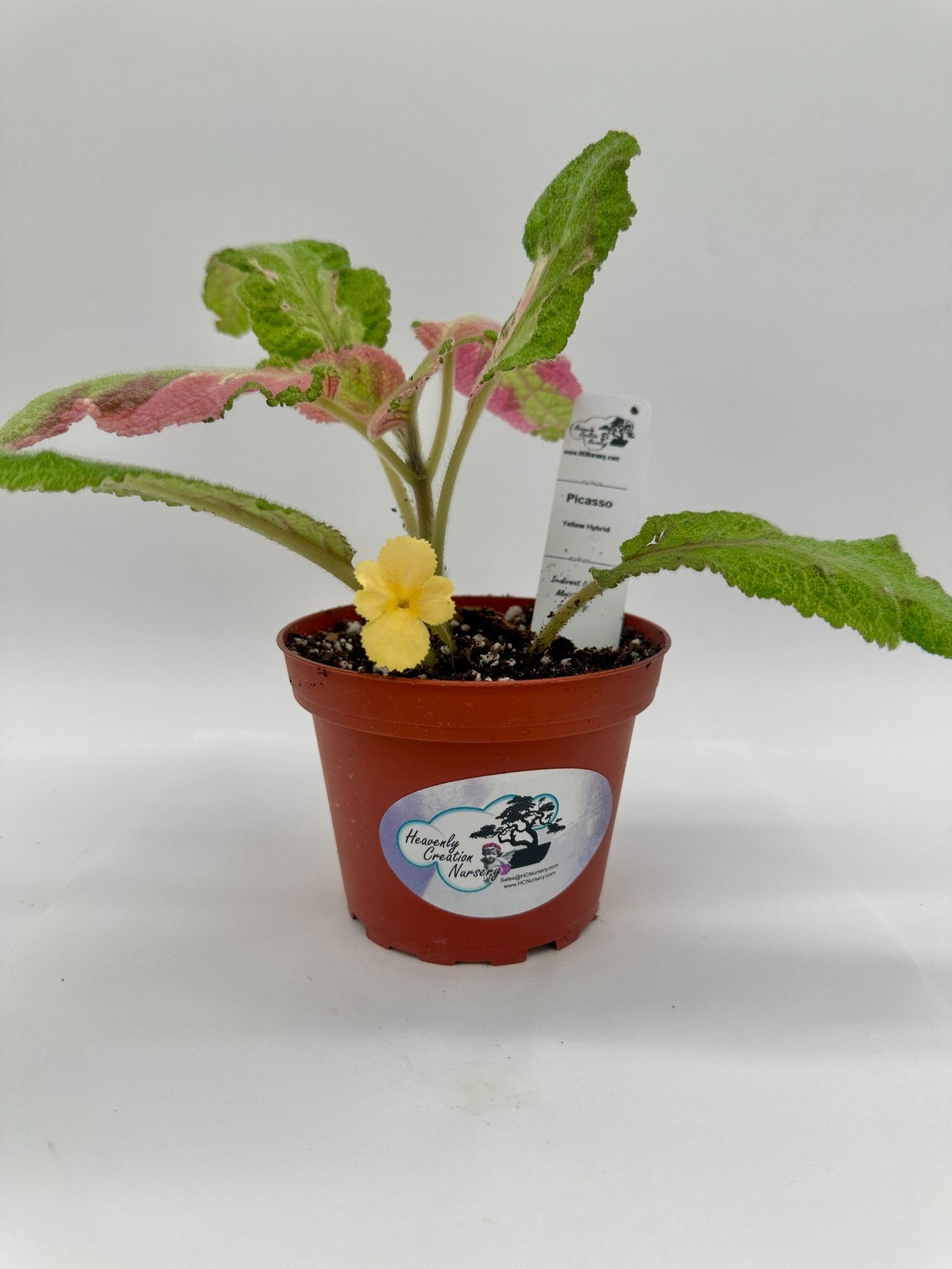 Picasso - Yellow Hybrid - Live Episcia 4"