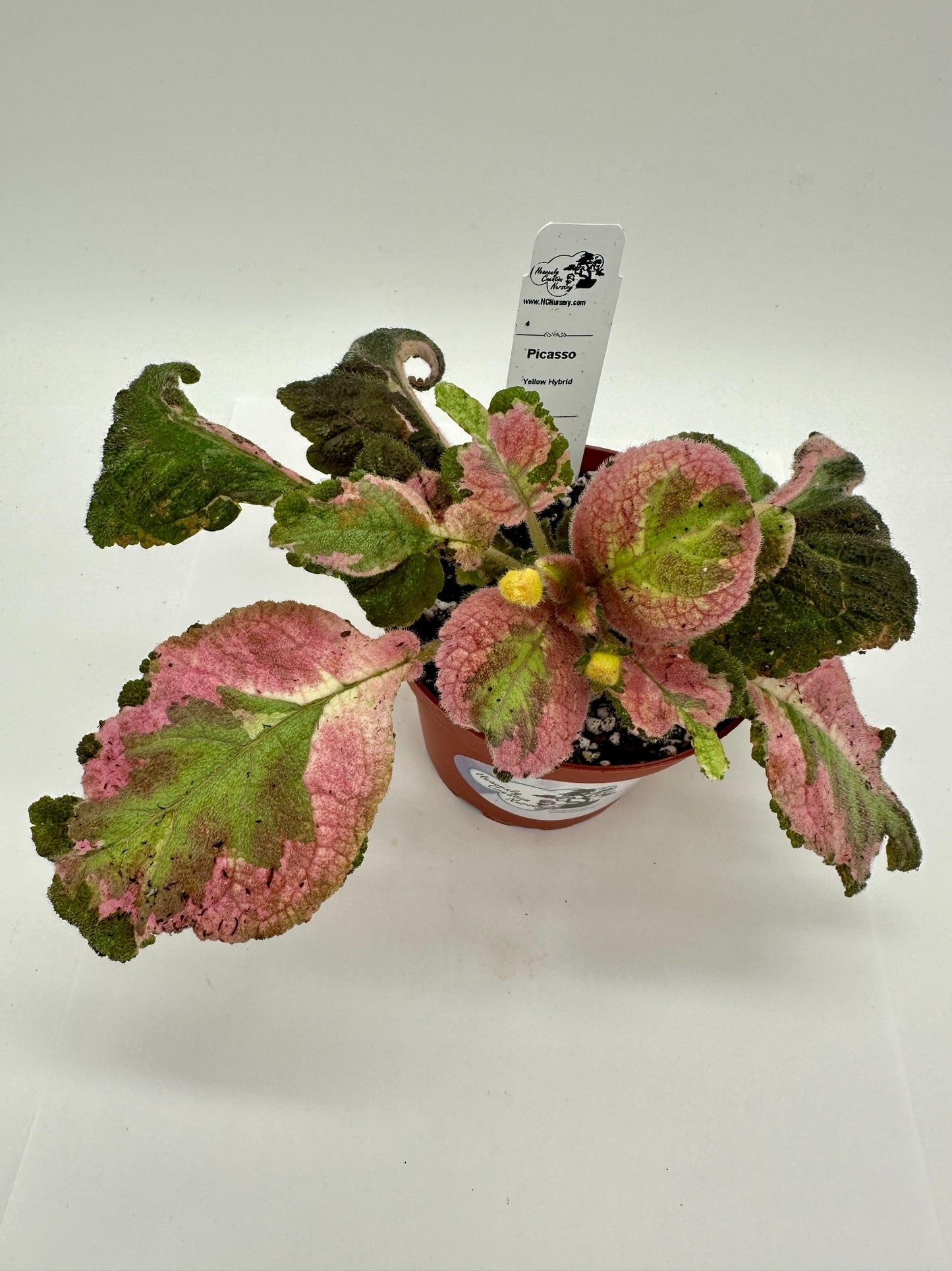 Picasso - Yellow Hybrid - Live Episcia 4"