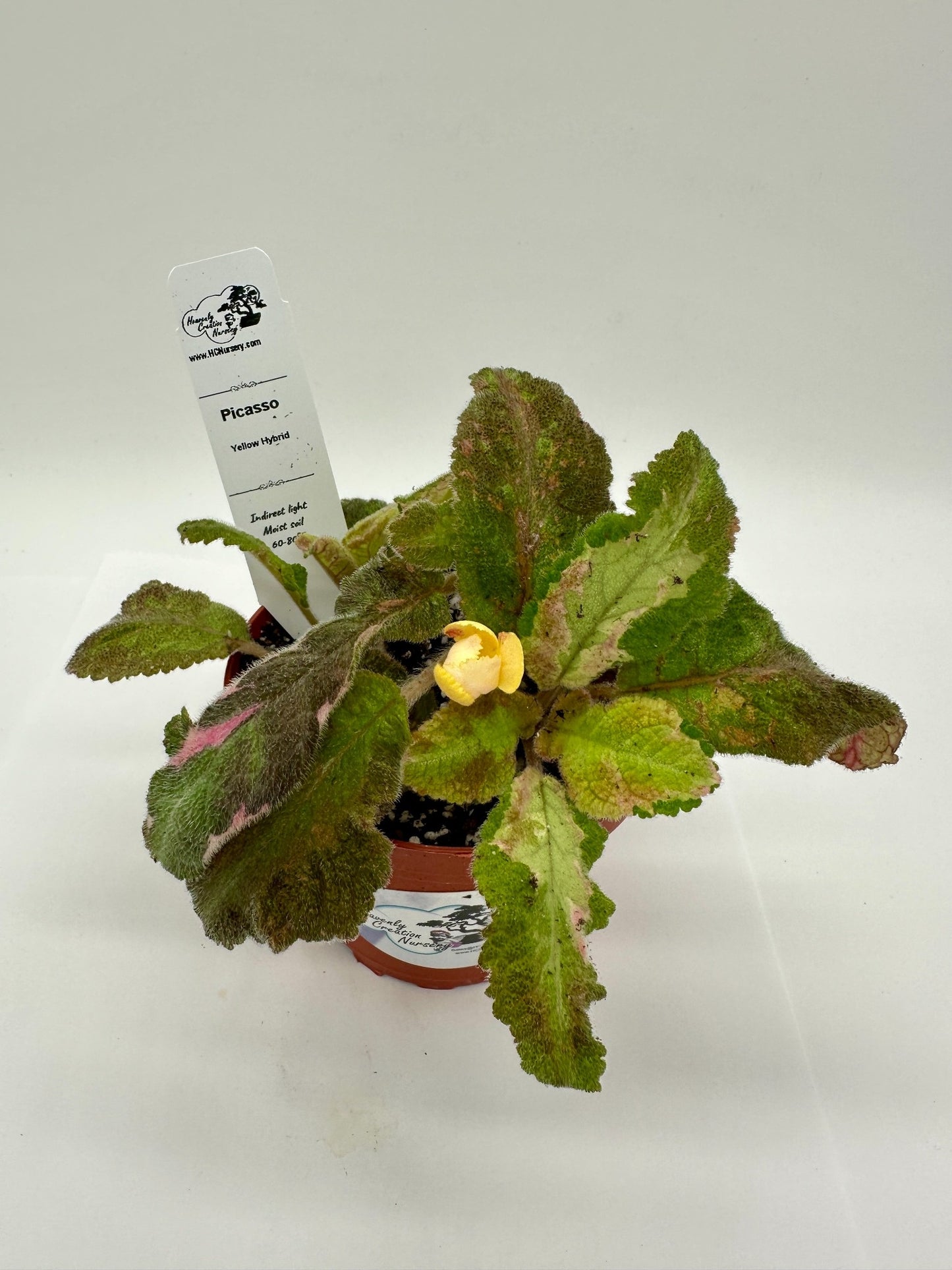 Picasso - Yellow Hybrid - Live Episcia 4"