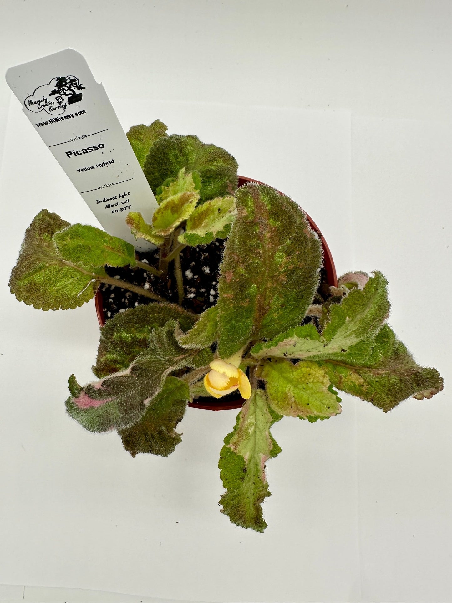 Picasso - Yellow Hybrid - Live Episcia 4"