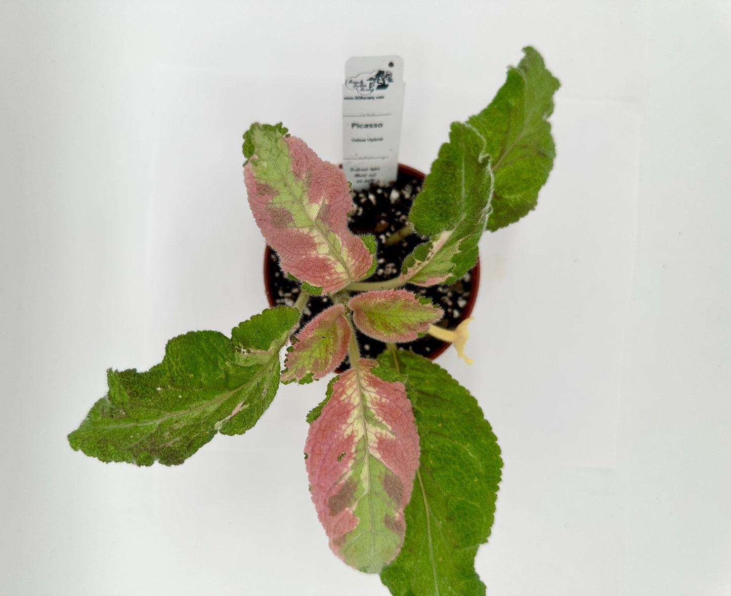 Picasso - Yellow Hybrid - Live Episcia 4"