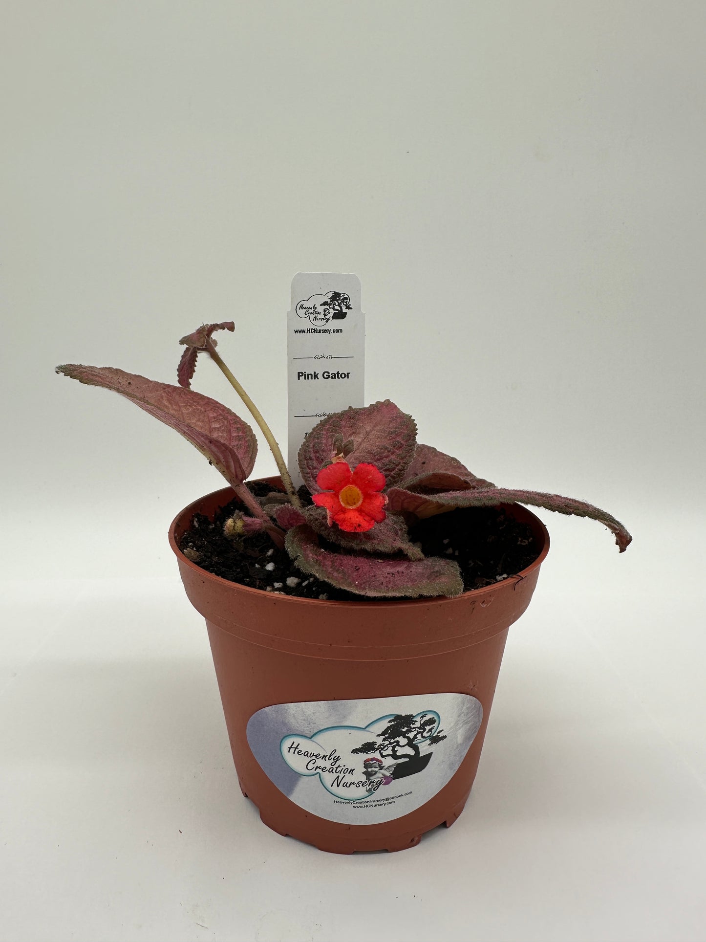 Pink Gator - Live Episcia 4"