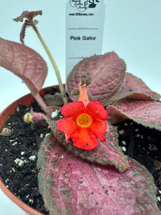 Pink Gator - Live Episcia 4"