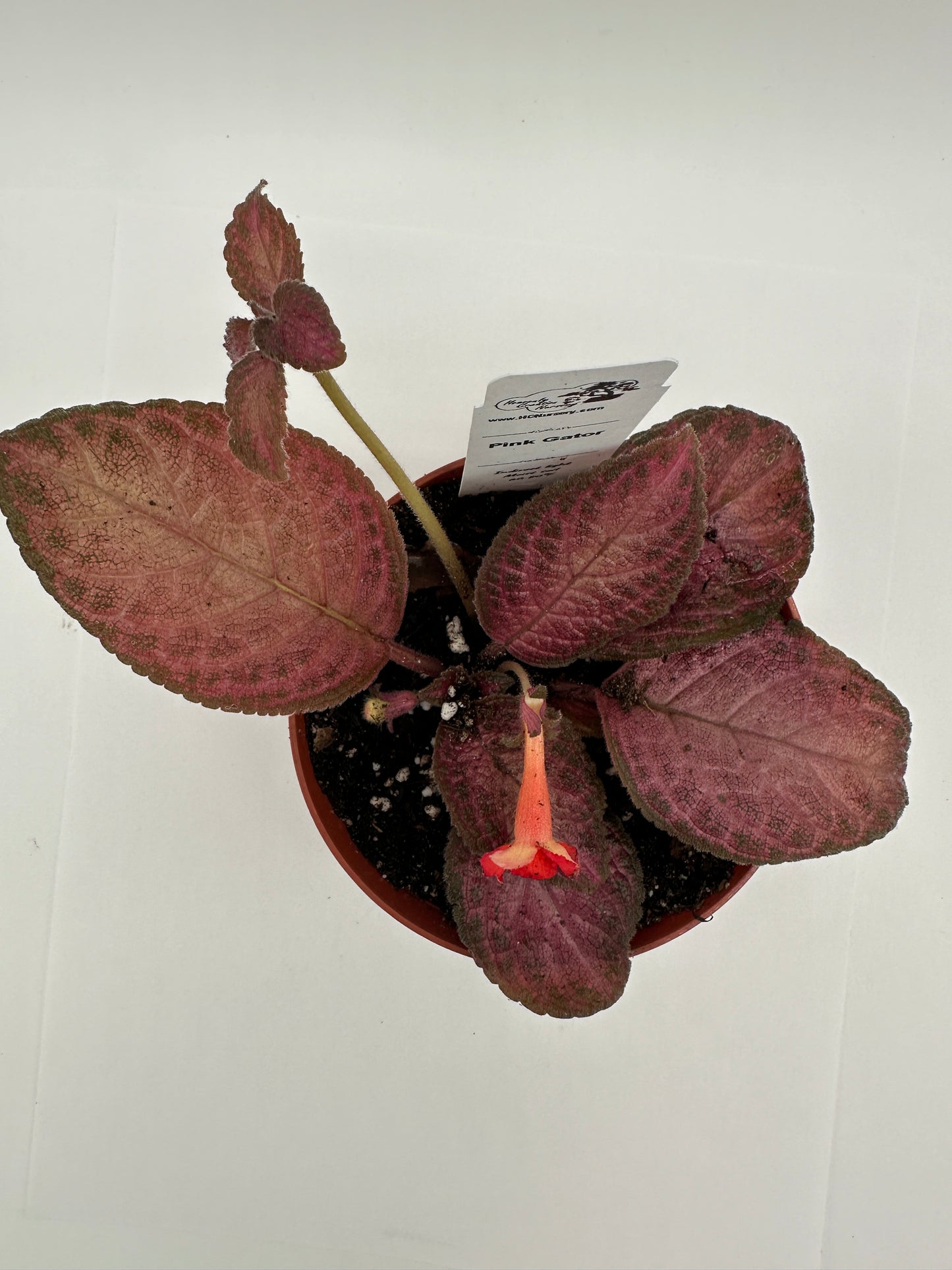 Pink Gator - Live Episcia 4"
