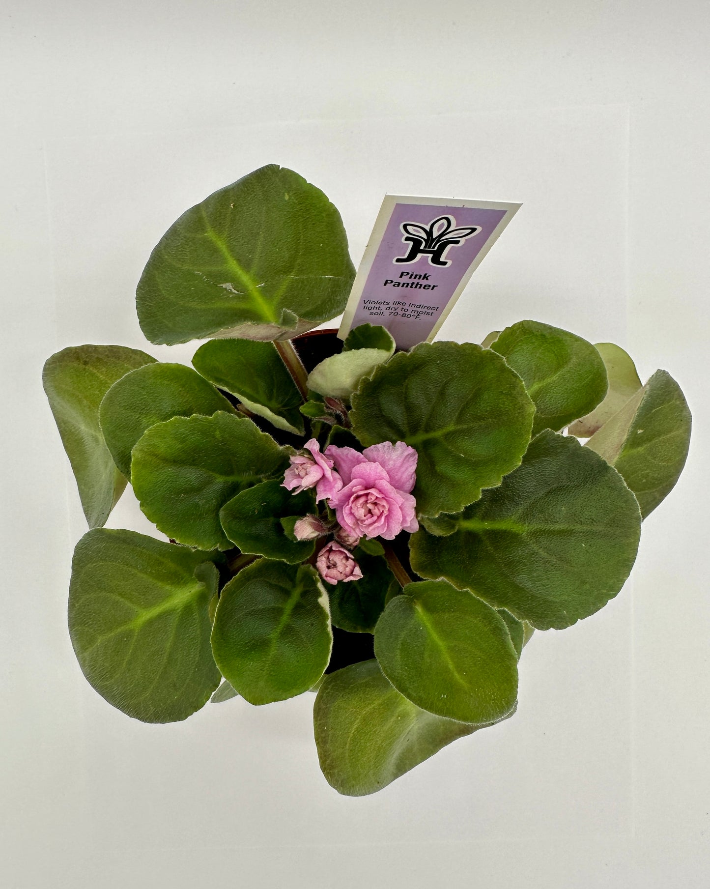 Pink Panther - Live African Violet 4"
