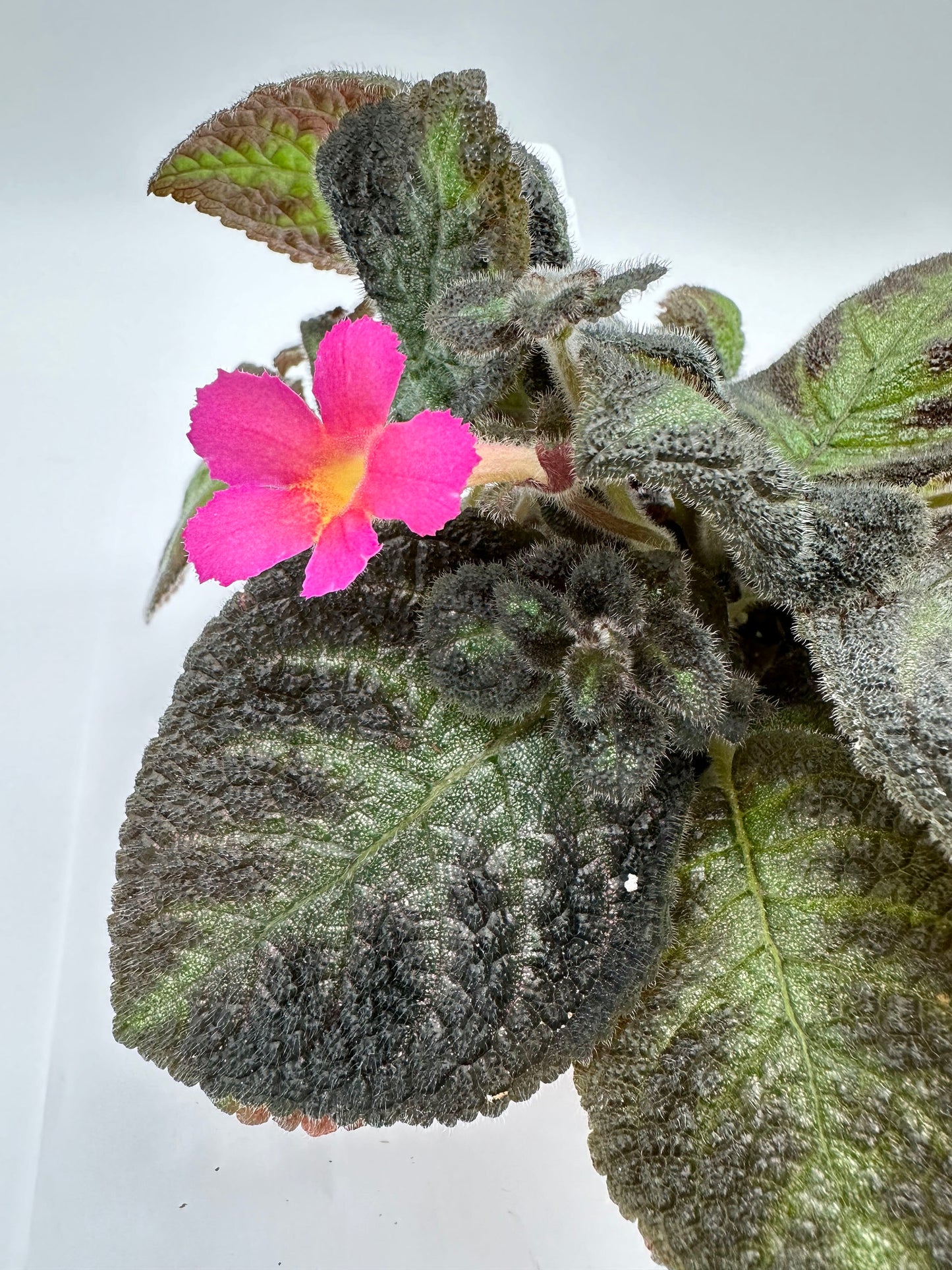Pink Panther - Live Episcia 4"