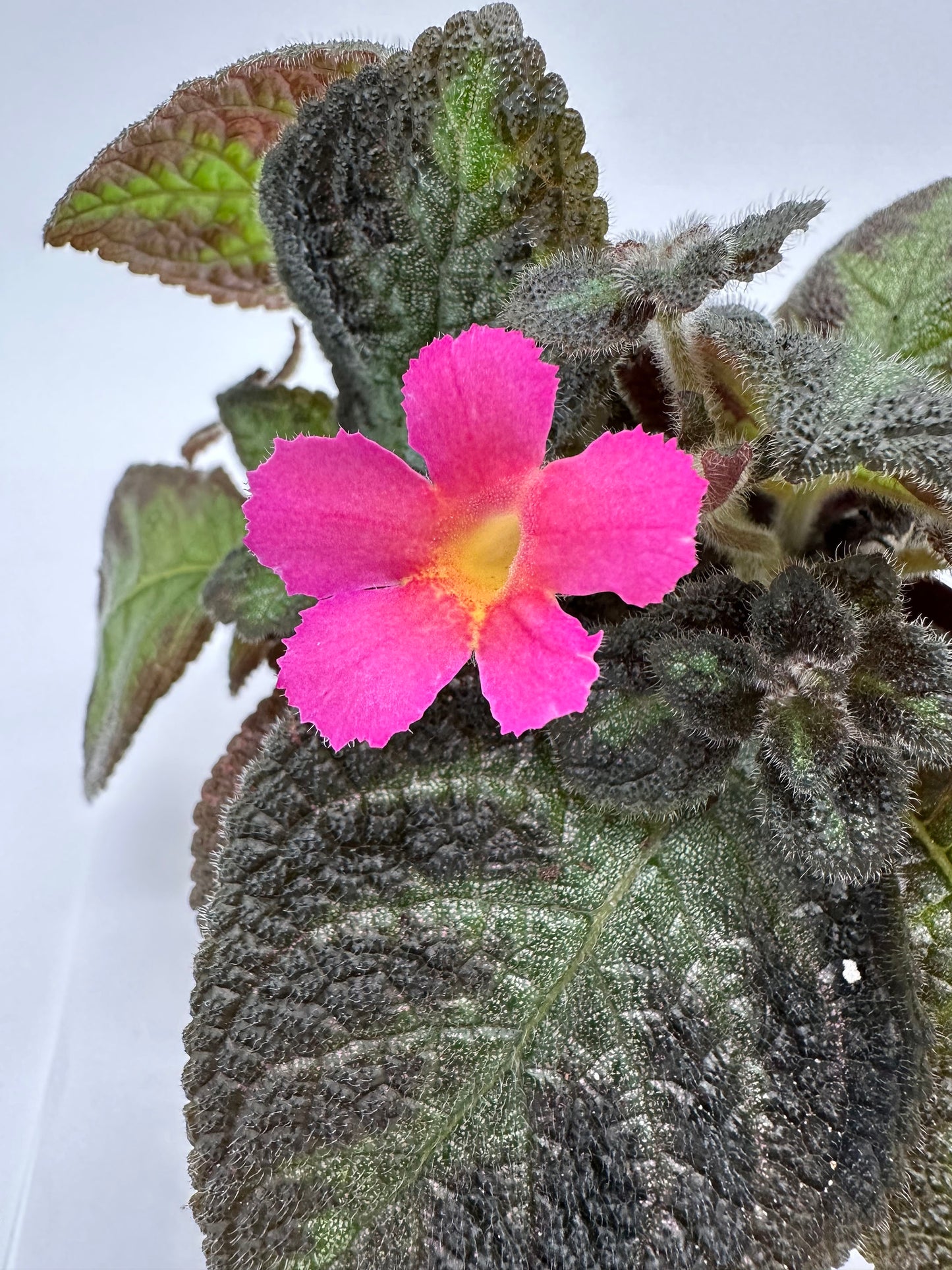 Pink Panther - Live Episcia 4"