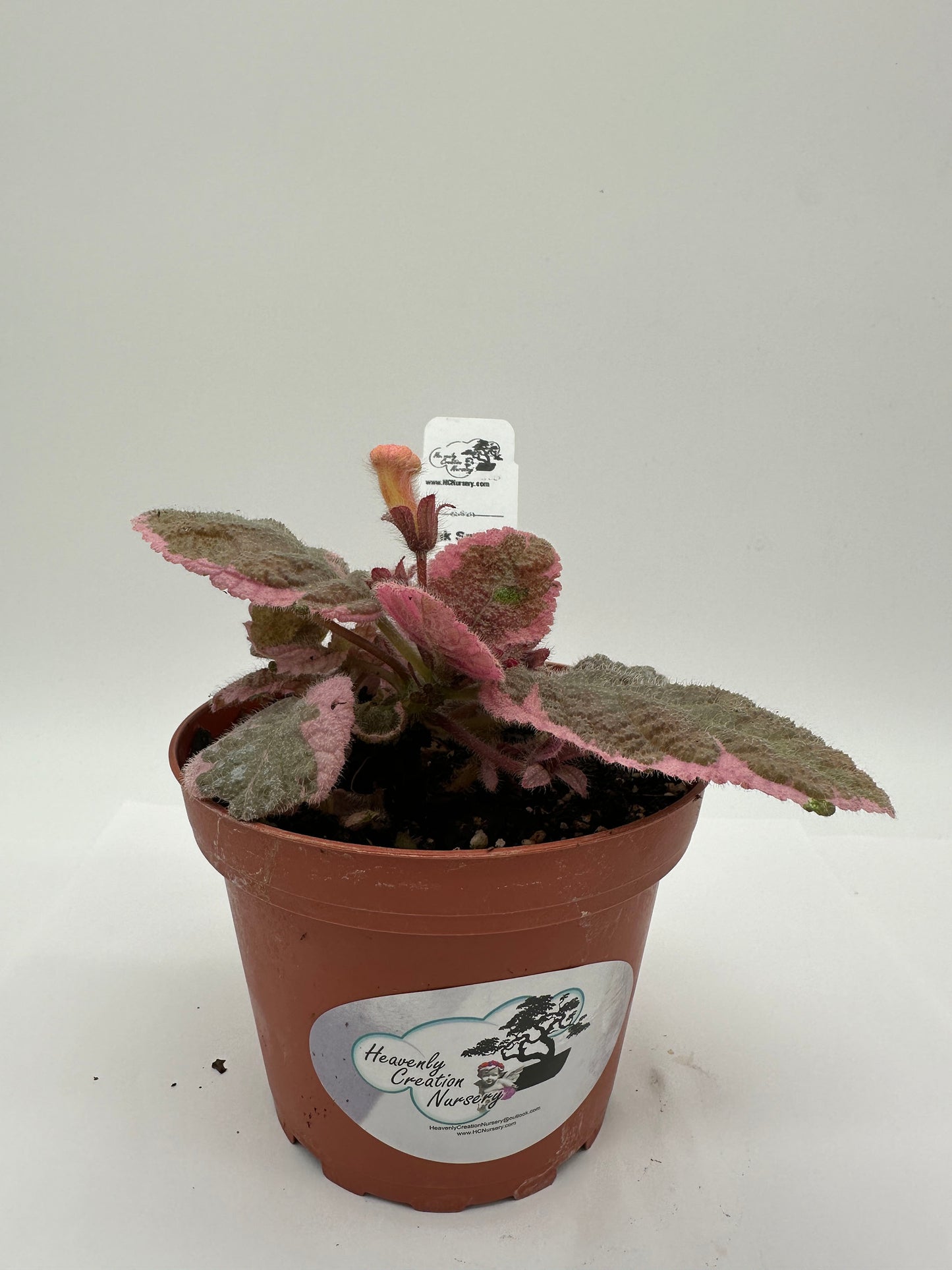 Pink Smoke - Live Episcia 4" (Elite)