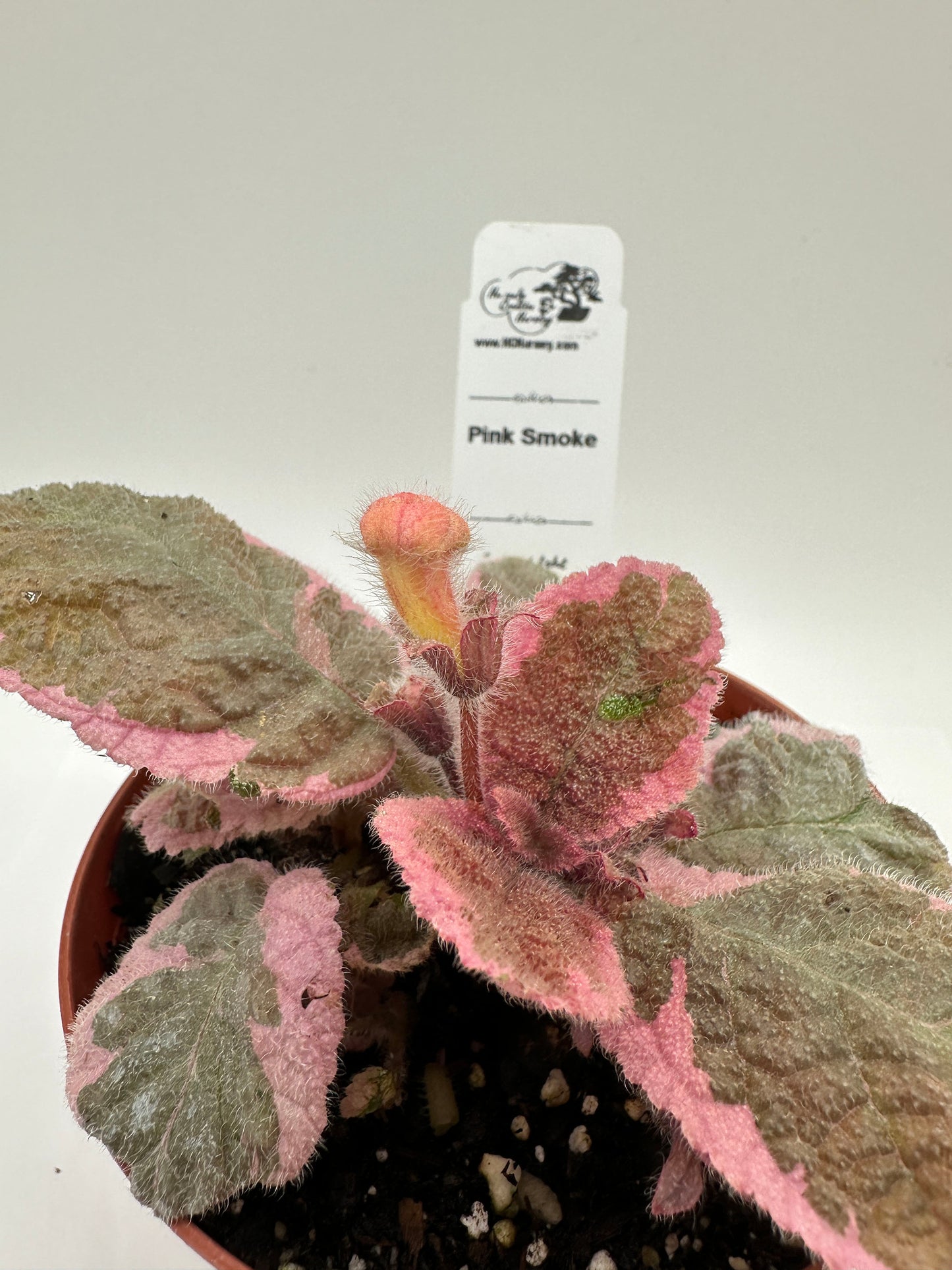 Pink Smoke - Live Episcia 4" (Elite)