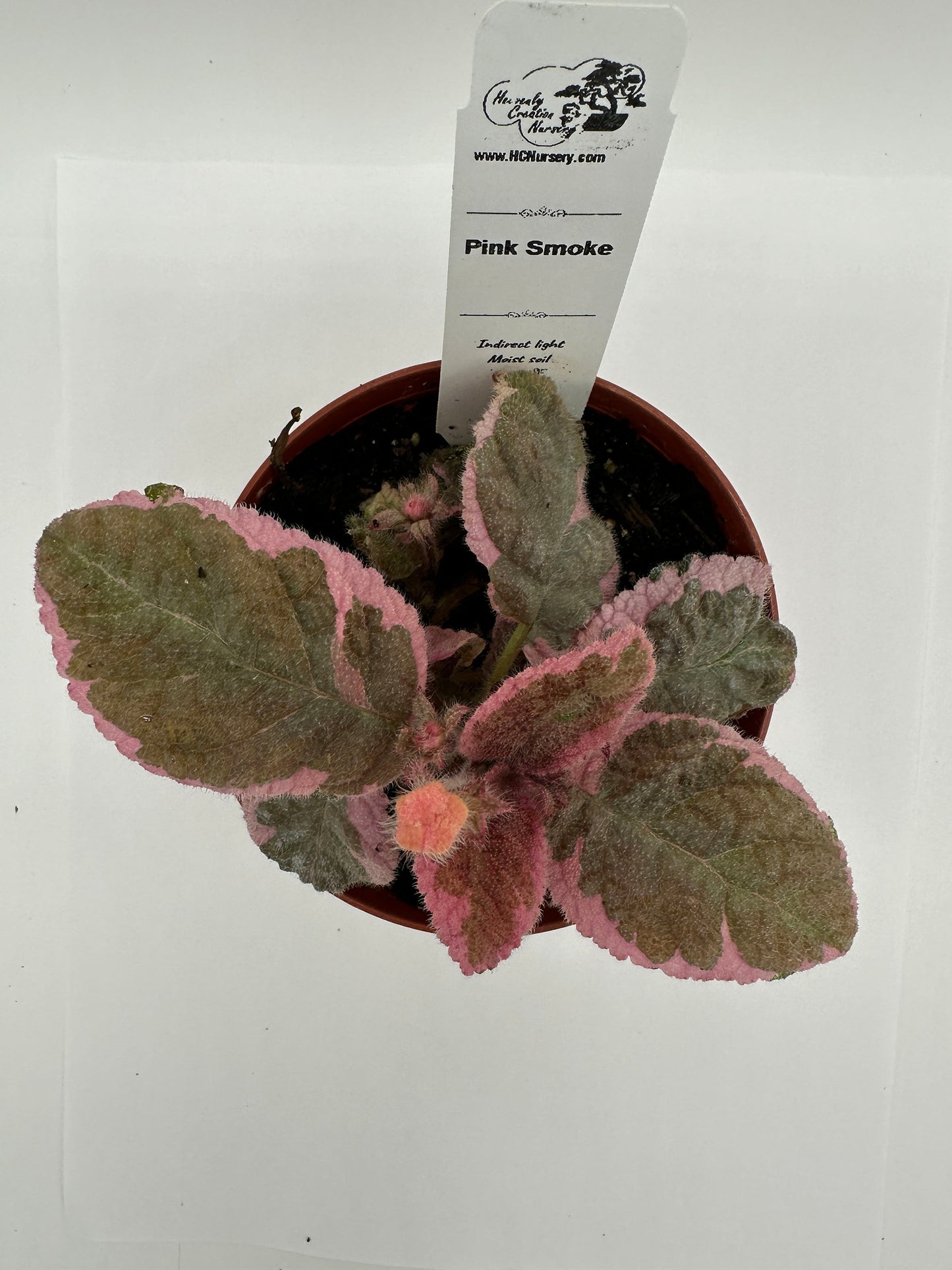 Pink Smoke - Live Episcia 4" (Elite)