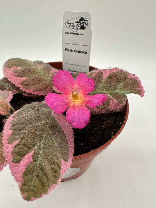 Pink Smoke - Live Episcia 4"