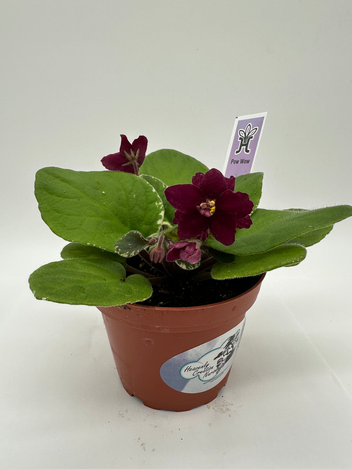 Pow Wow - Live African Violet 4"