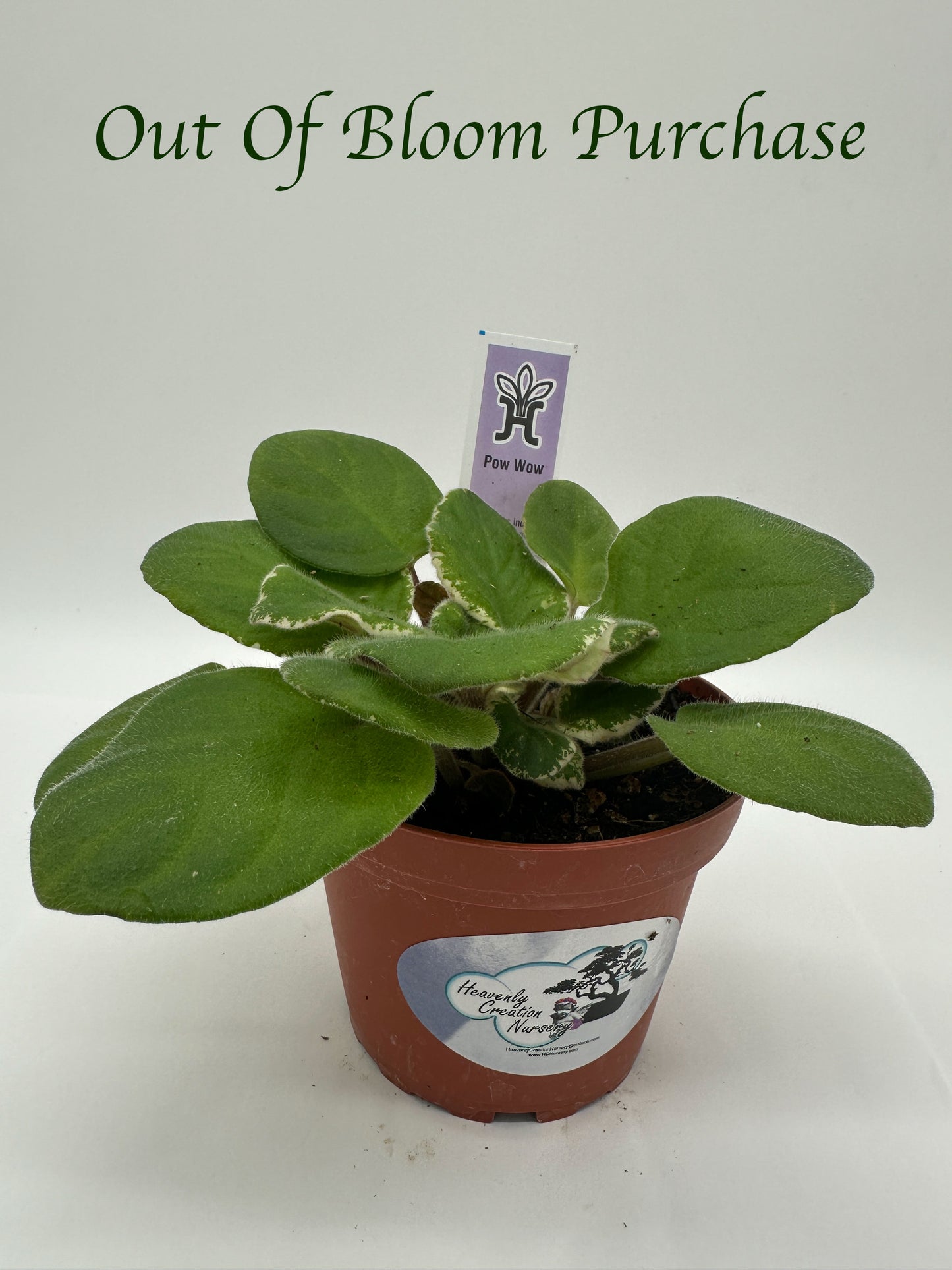 Pow Wow - Live African Violet 4"