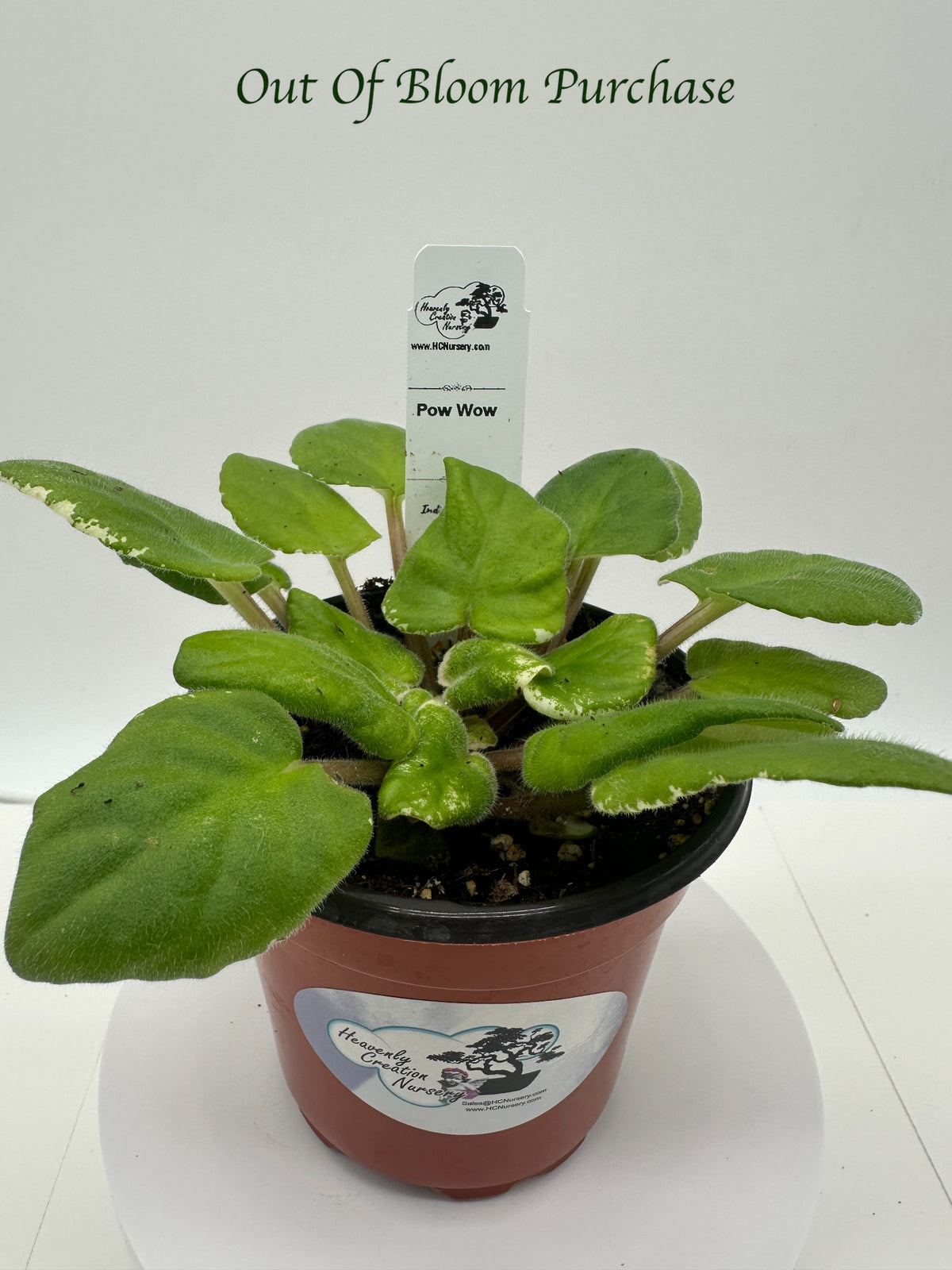 Pow Wow - Live African Violet 4"