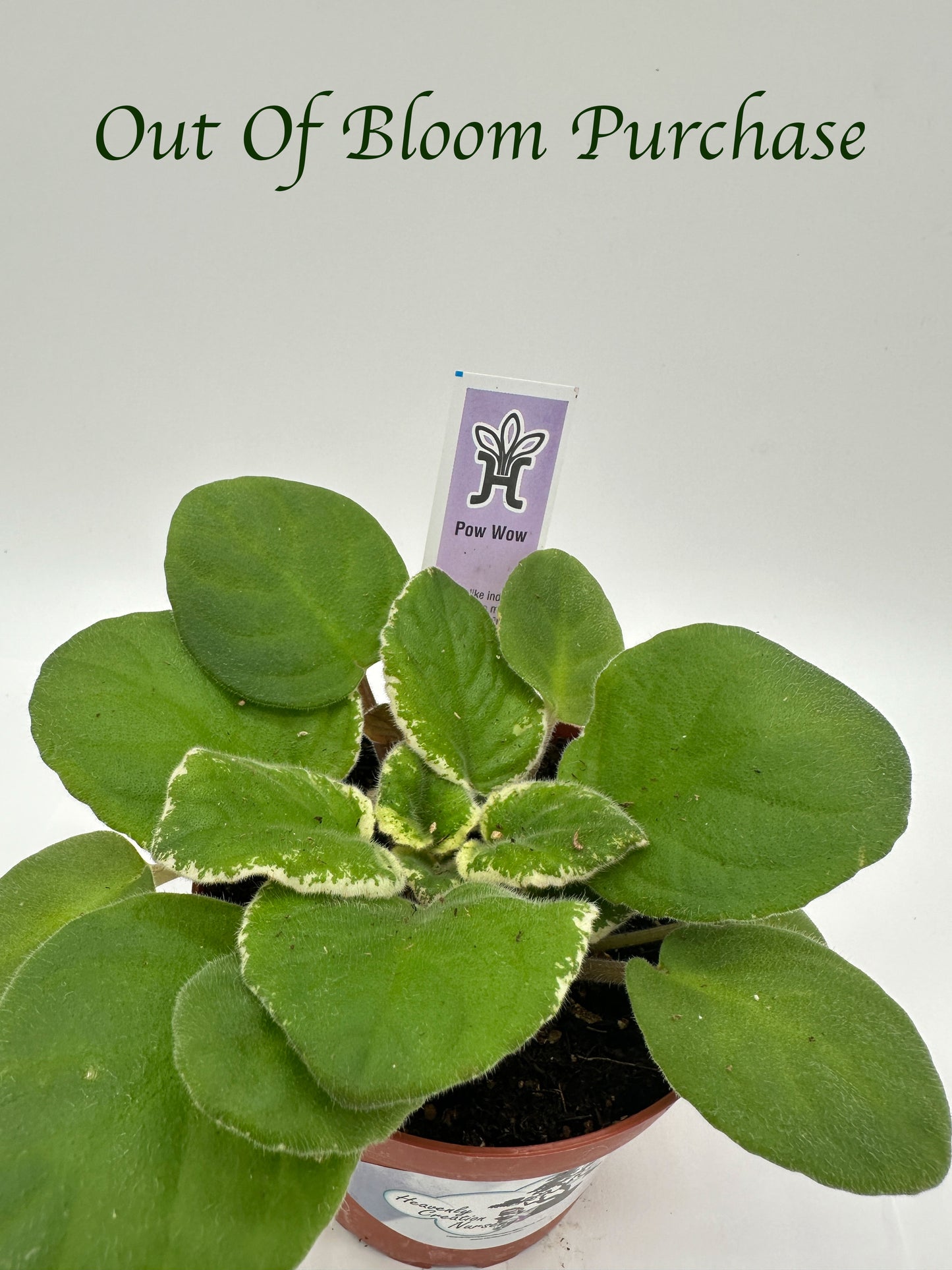Pow Wow - Live African Violet 4"