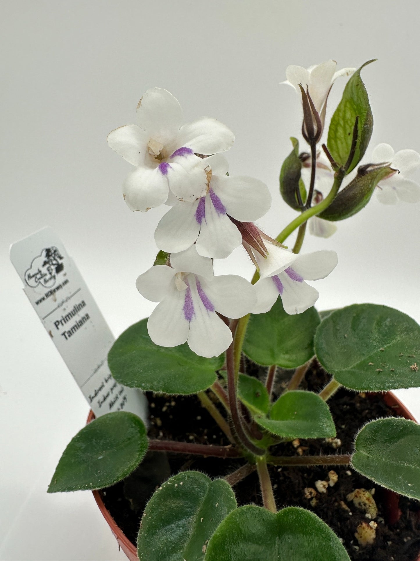 Primulina Tamiana - Live Plant 4" - Rare