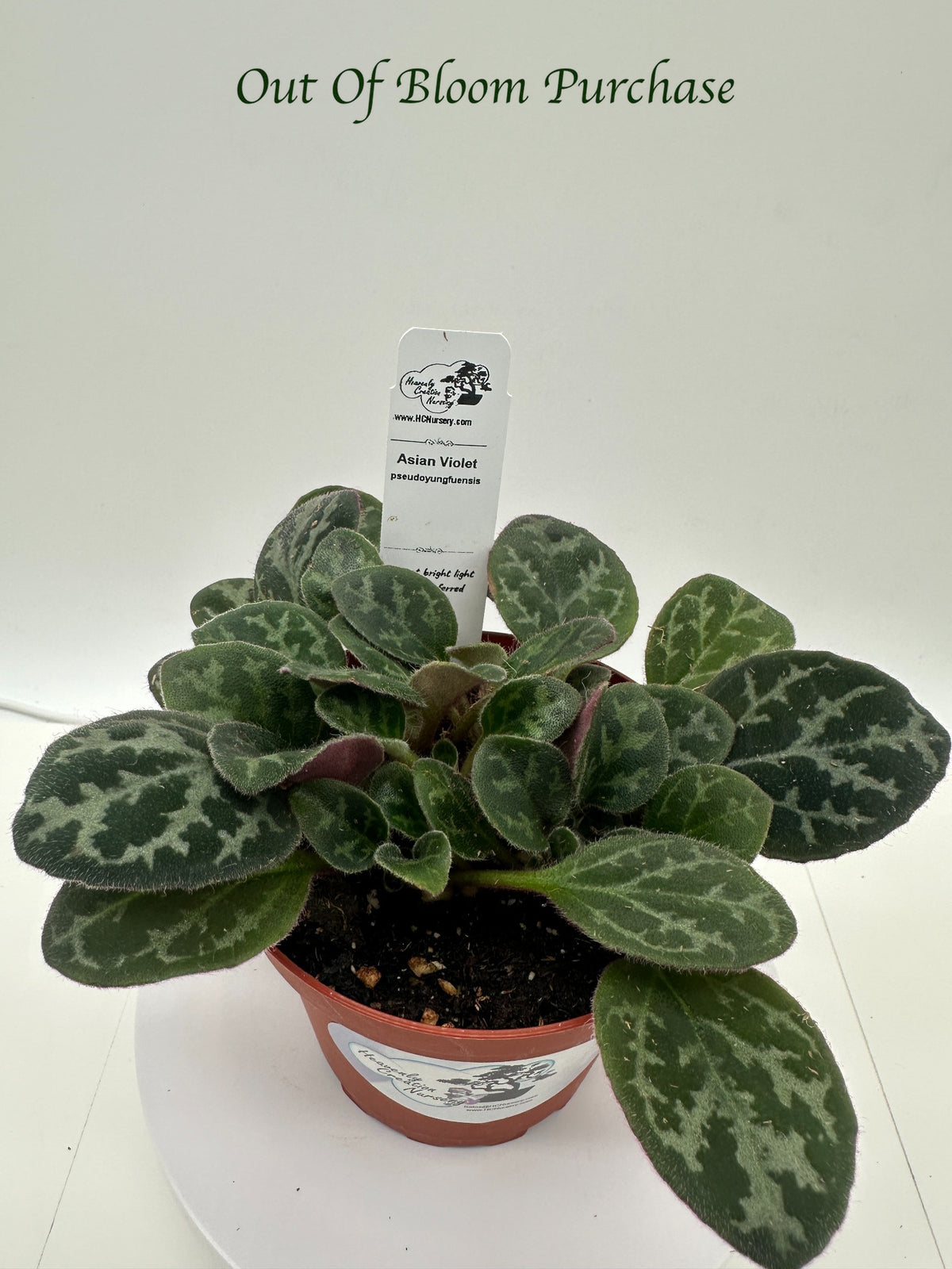 Pseudoyungfuensis Asian Violet (Primulina) - Live Plant 4"