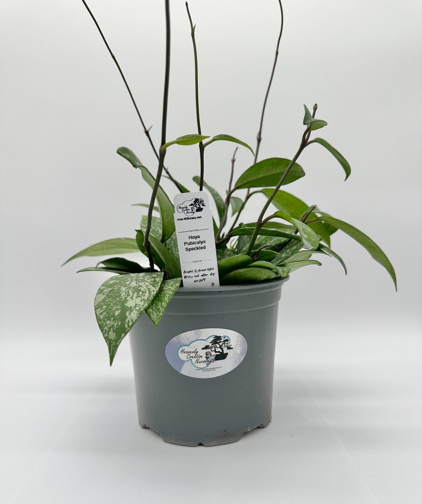 Pubicalyx Speckled - Live Hoya 6"