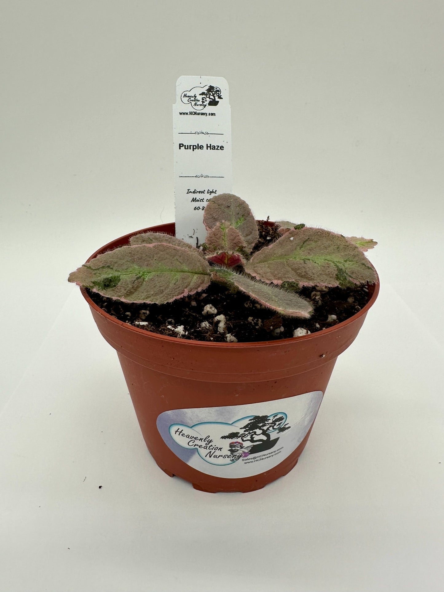 Purple Haze - Live Episcia 4" (Elite)