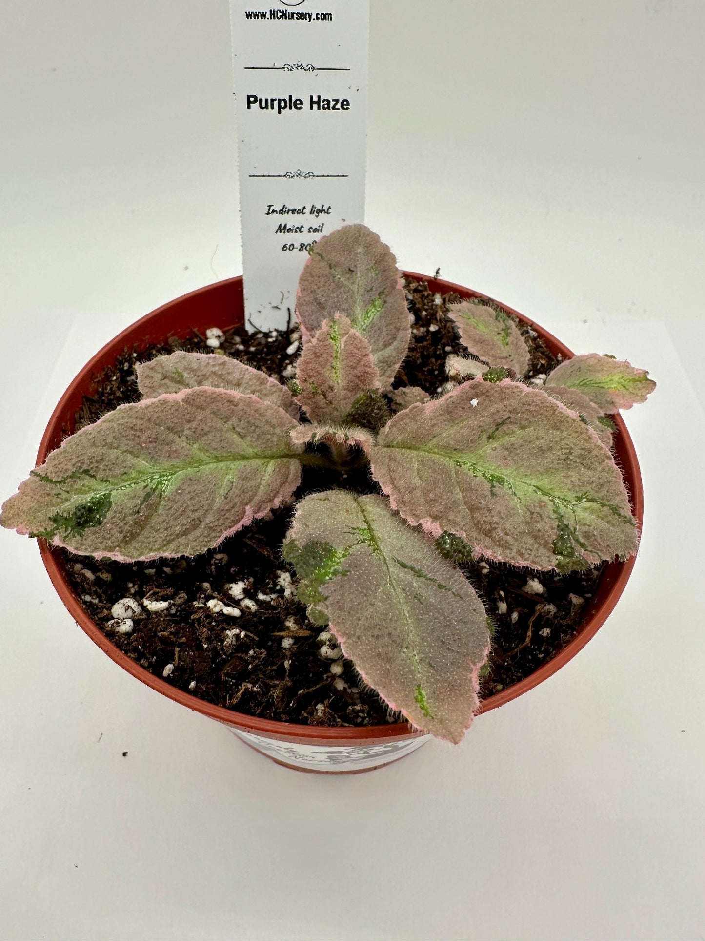 Purple Haze - Live Episcia 4" (Elite)