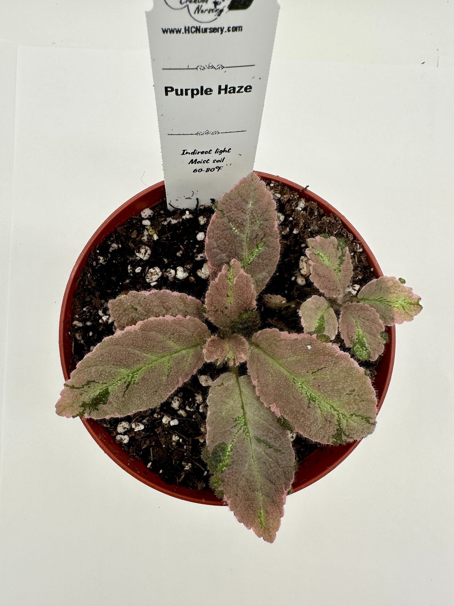 Purple Haze - Live Episcia 4" (Elite)